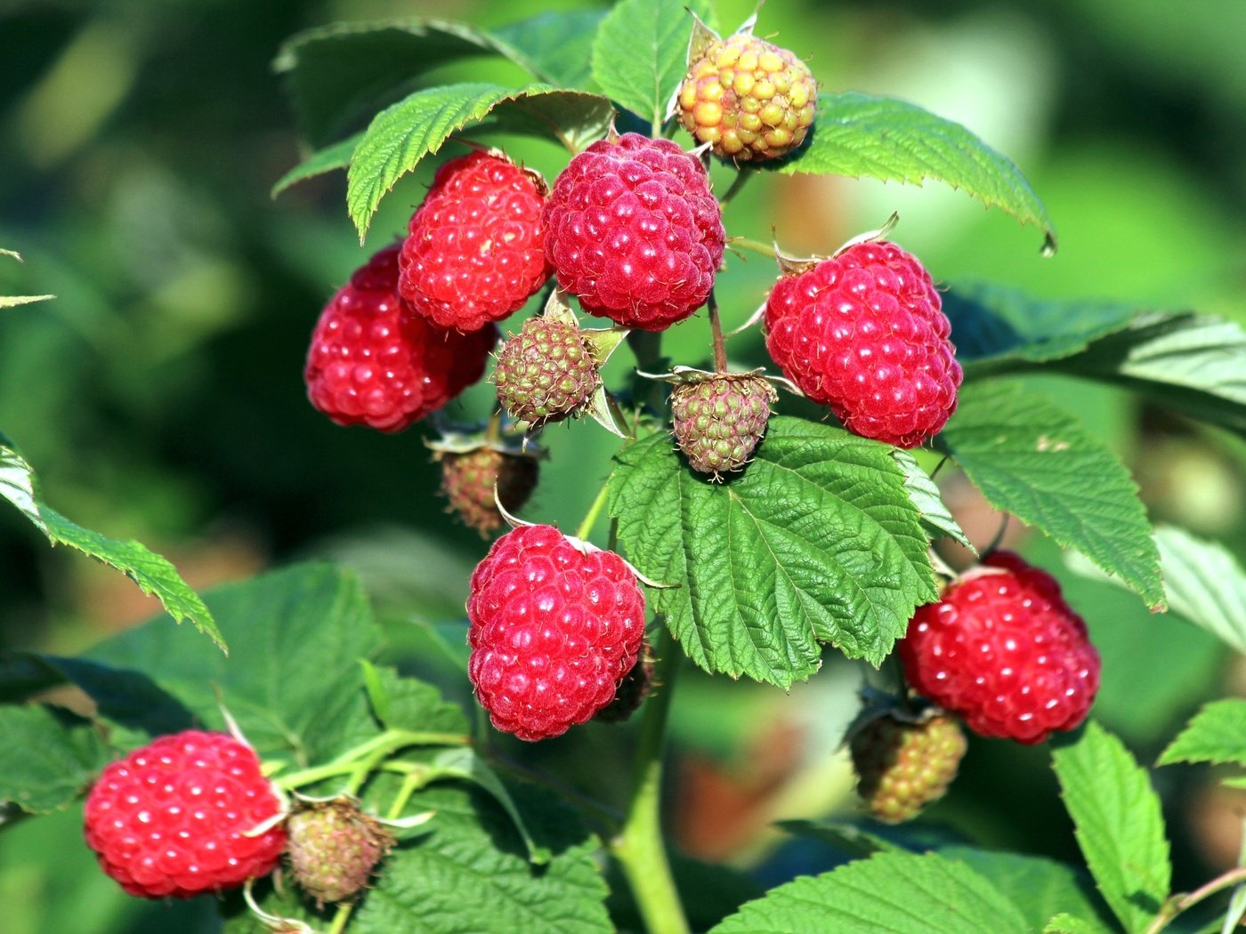 Обои малина, лето, ягоды, куст, raspberry, summer, berries, bush разрешение 2400x1600 Загрузить