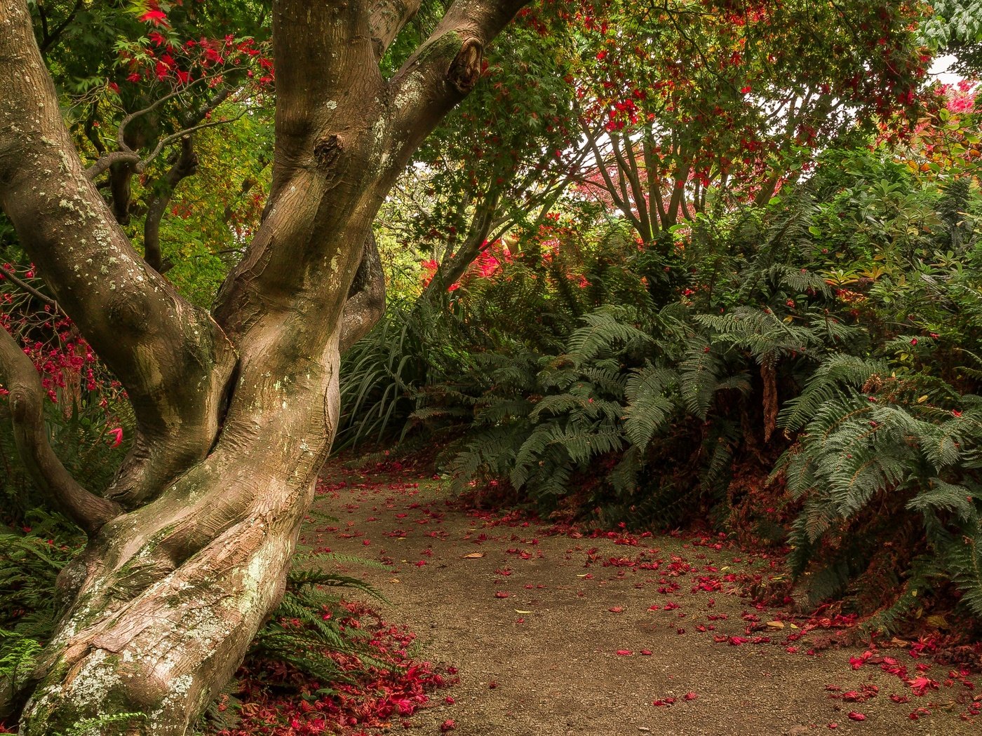 Обои деревья, кусты, сад, тропинка, новая зеландия, отаго, dunedin botanic gardens, trees, the bushes, garden, path, new zealand, otago разрешение 2880x1800 Загрузить