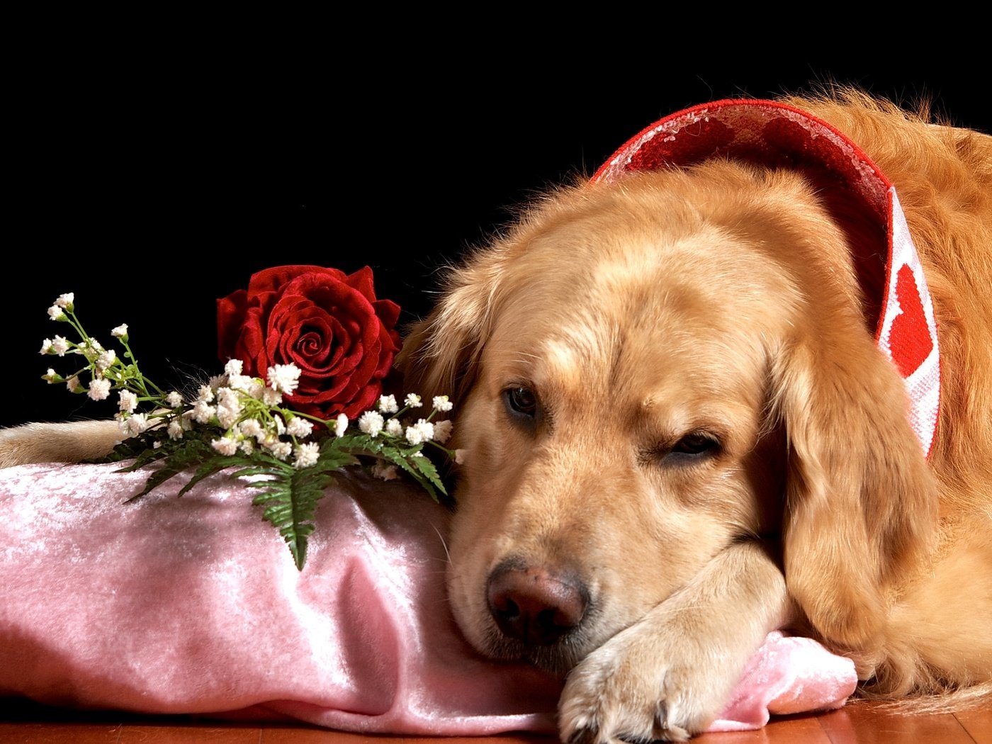 Обои роза, грустный, пес, ретривер, гипсофила, rose, sad, dog, retriever, gypsophila разрешение 2048x1303 Загрузить