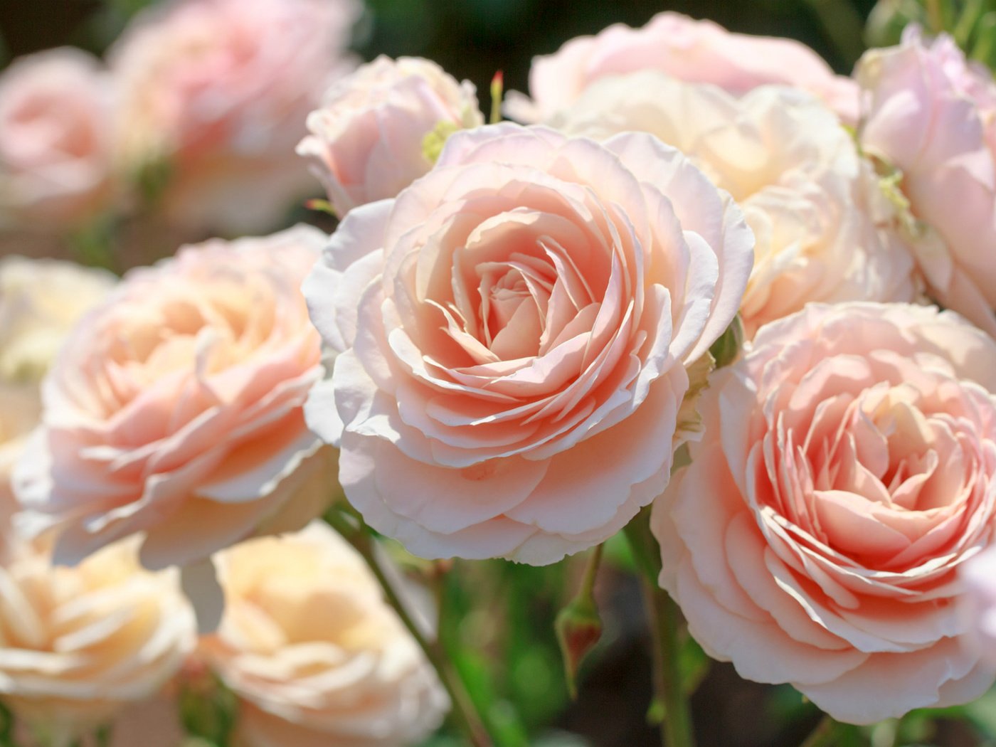 Обои макро, розы, красота, розовый, нежность, macro, roses, beauty, pink, tenderness разрешение 1920x1247 Загрузить