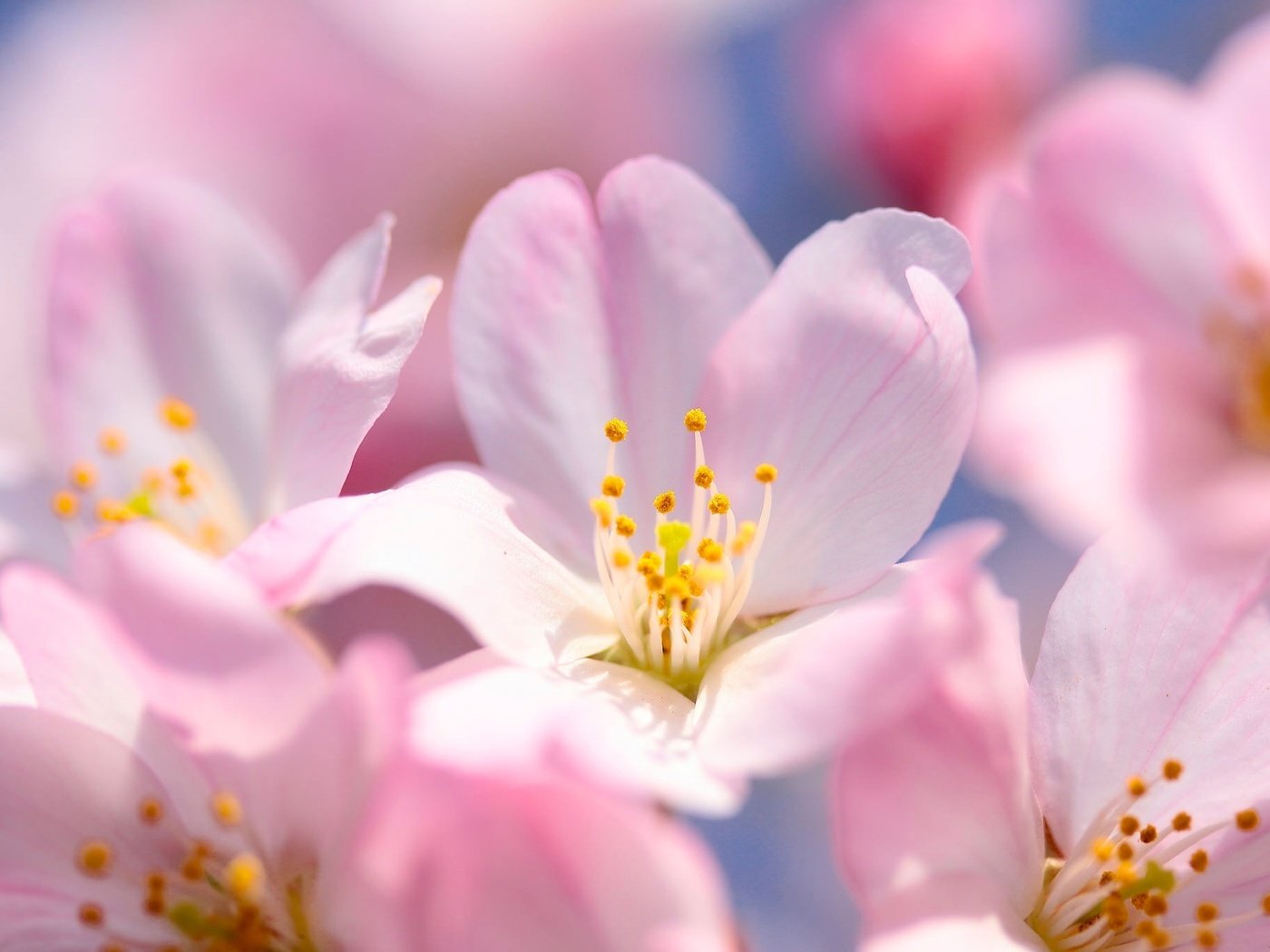 Обои цветение, макро, весна, вишня, сакура, цветки, flowering, macro, spring, cherry, sakura, flowers разрешение 2048x1365 Загрузить