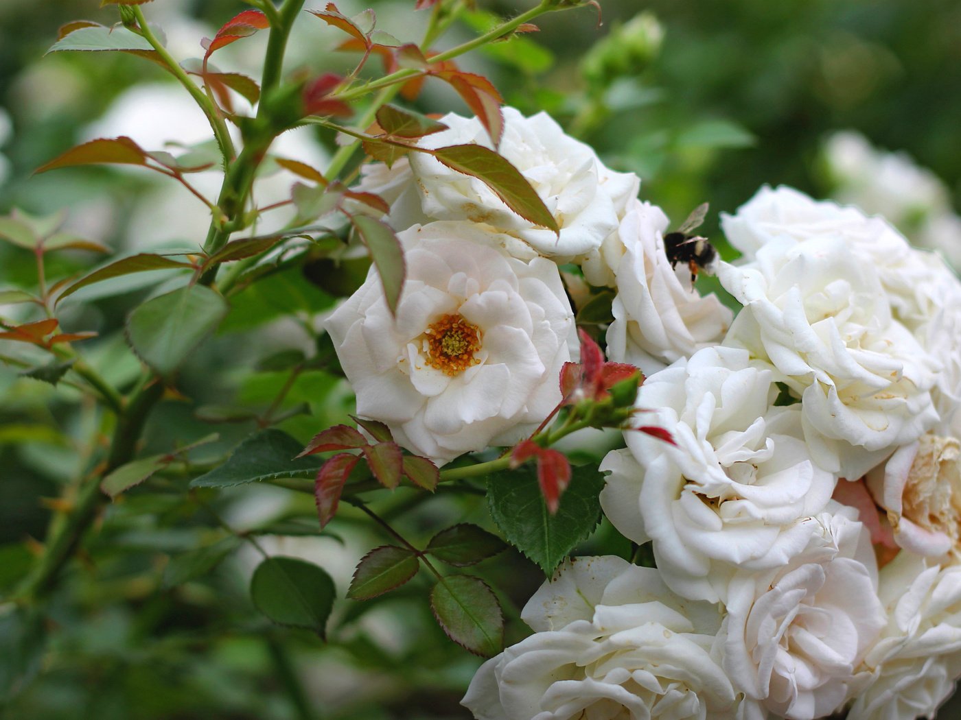 Обои цветы, насекомое, розы, куст, белые, шмель, flowers, insect, roses, bush, white, bumblebee разрешение 1920x1278 Загрузить