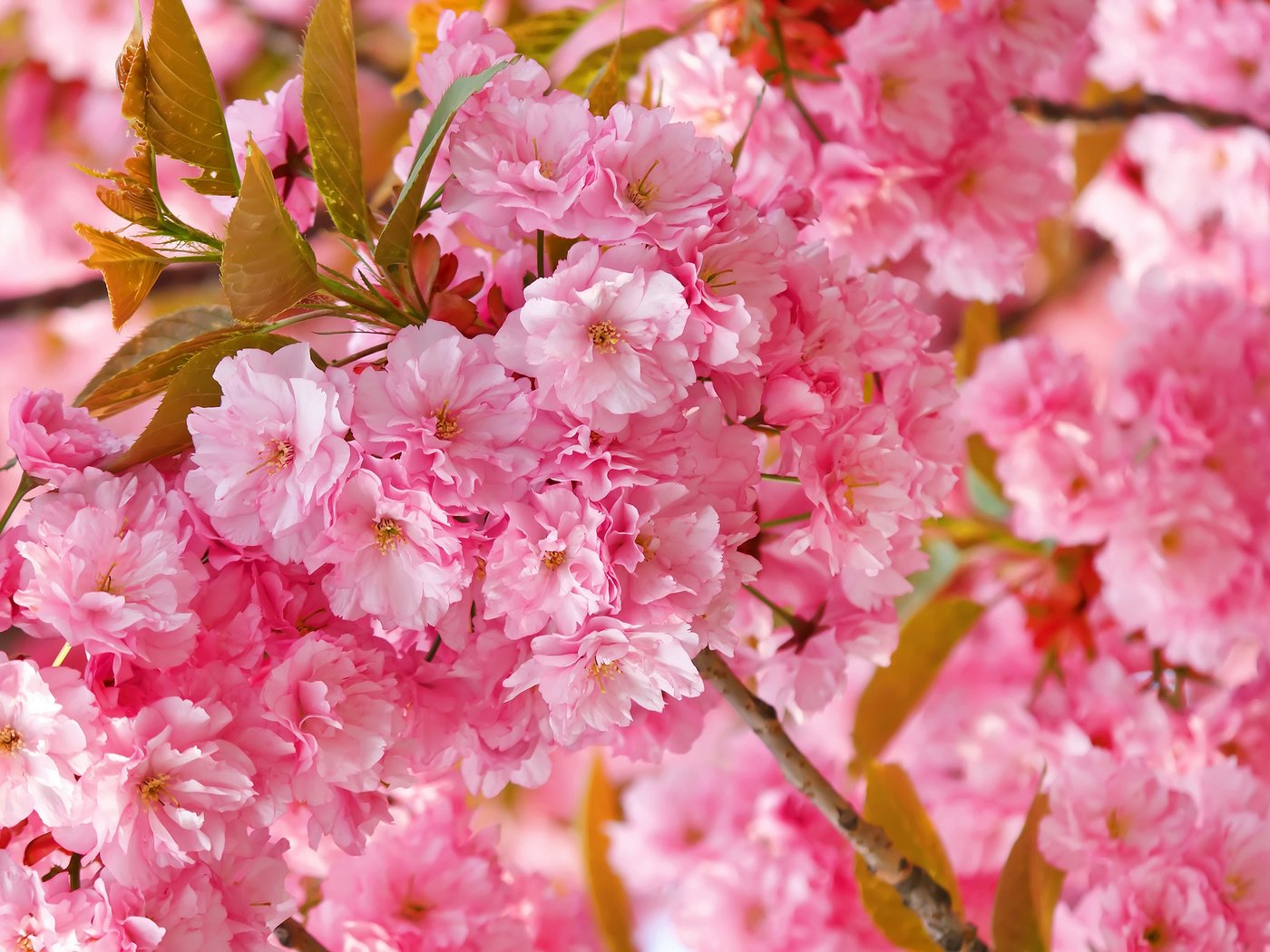 Обои цветение, весна, сакура, нежность, розовая, flowering, spring, sakura, tenderness, pink разрешение 2560x1707 Загрузить