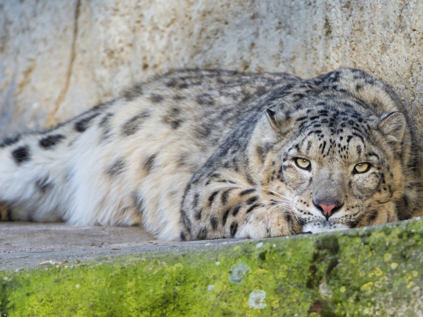 Обои кошка, снежный барс, ирбис, ©tambako the jaguar, cat, snow leopard, irbis разрешение 2048x1130 Загрузить