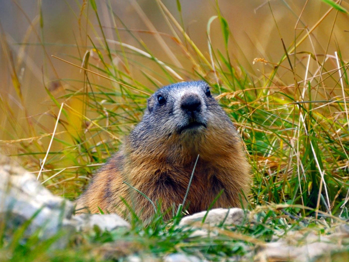 Обои трава, альпы, сурок, грызун, байбак, grass, alps, marmot, rodent, baybak разрешение 1920x1080 Загрузить