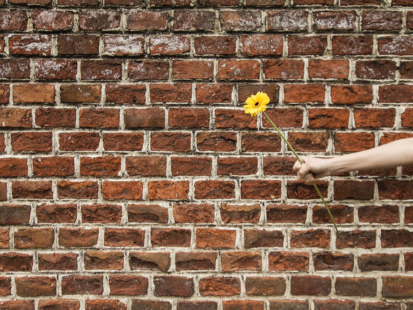 Обои рука, цветок, стена, подарок, гербера, hand, flower, wall, gift, gerbera разрешение 2048x1365 Загрузить