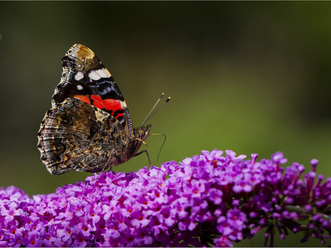 Обои цветы, бабочка, flowers, butterfly разрешение 1920x1080 Загрузить