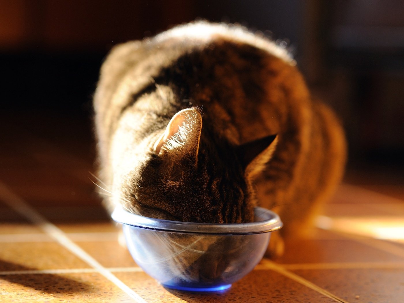 Обои кот, кошка, фотограф, миска, ест, джованни zacche, cat, photographer, bowl, eating, giovanni zacche разрешение 2048x1363 Загрузить