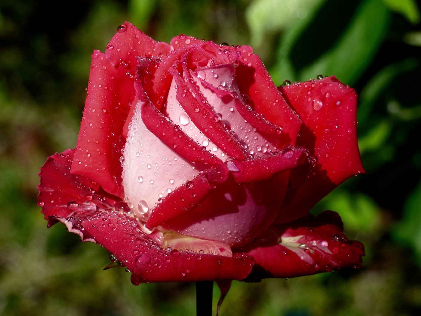 Обои макро, капли, роза, бутон, macro, drops, rose, bud разрешение 4608x3456 Загрузить