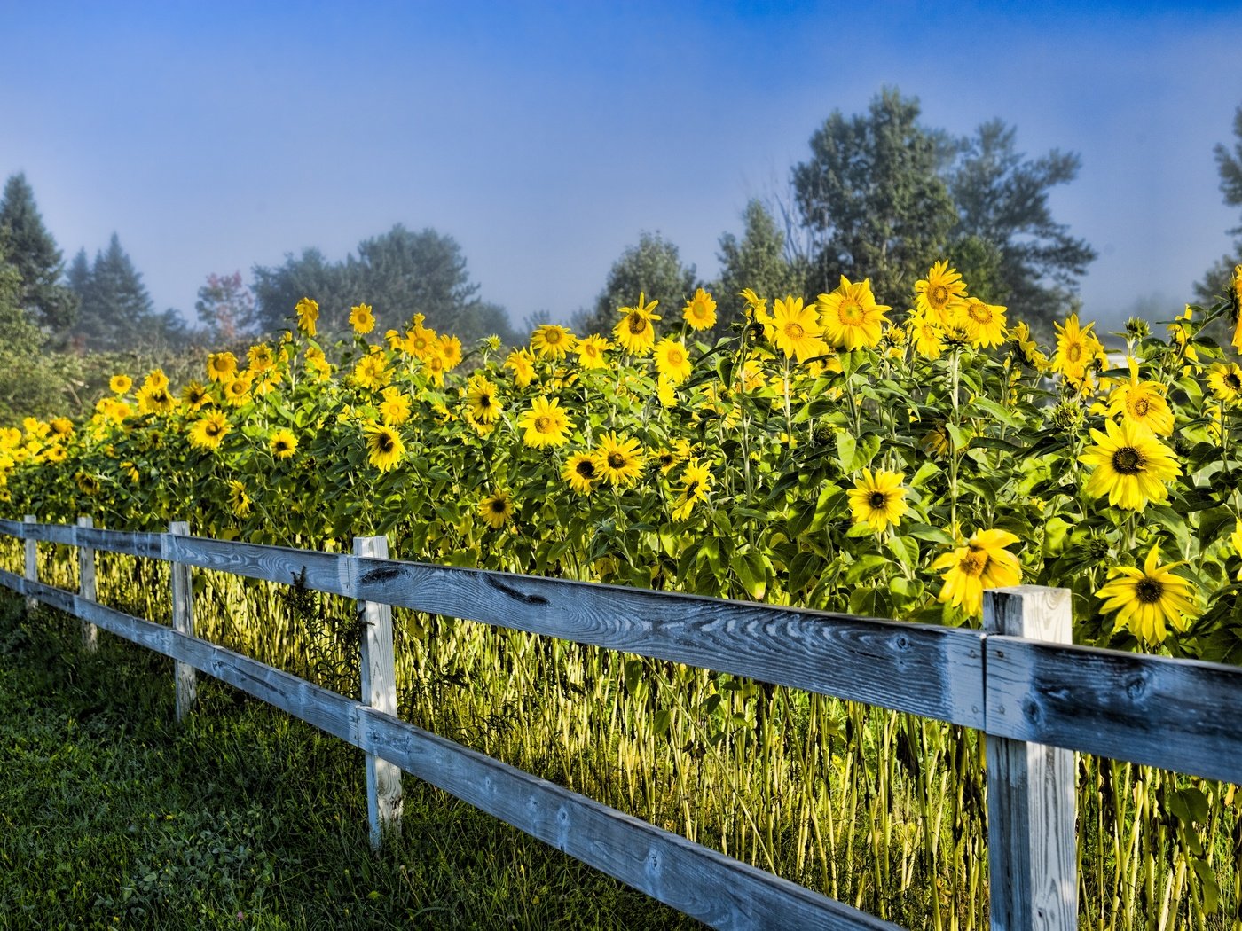 Обои небо, деревья, природа, забор, сша, подсолнухи, стоу вермонт, the sky, trees, nature, the fence, usa, sunflowers, stowe vermont разрешение 2880x1920 Загрузить