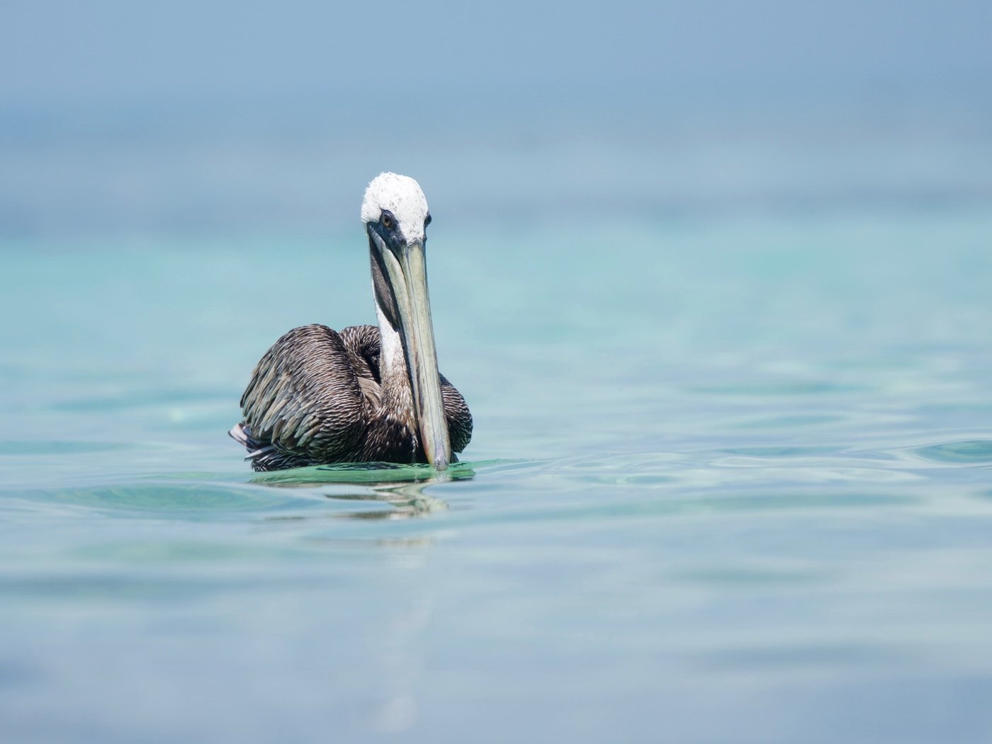 Обои природа, птица, пеликан, nature, bird, pelican разрешение 2048x1425 Загрузить