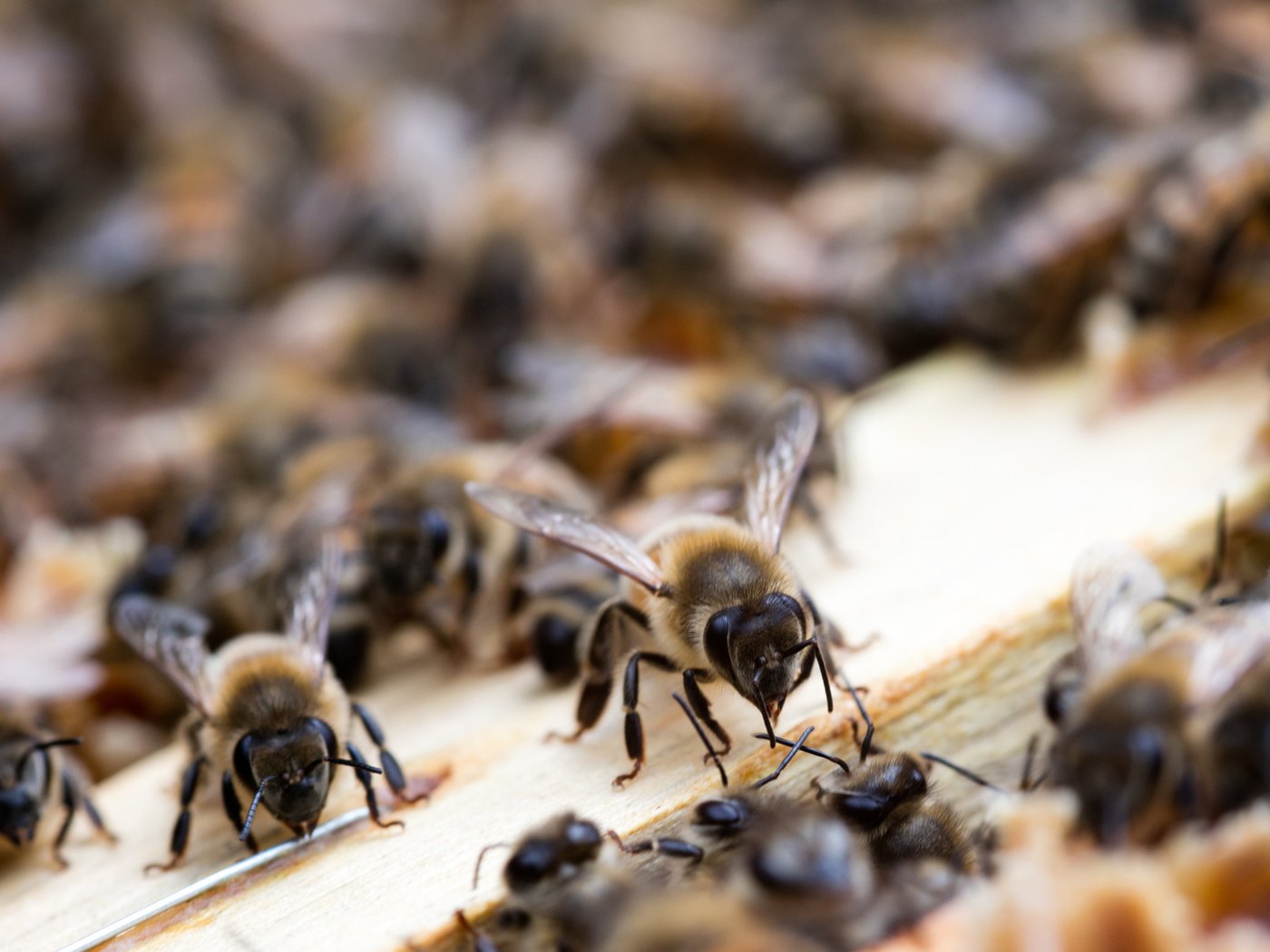 Обои природа, насекомые, пчелы, улей, nature, insects, bees, beehive разрешение 2100x1400 Загрузить