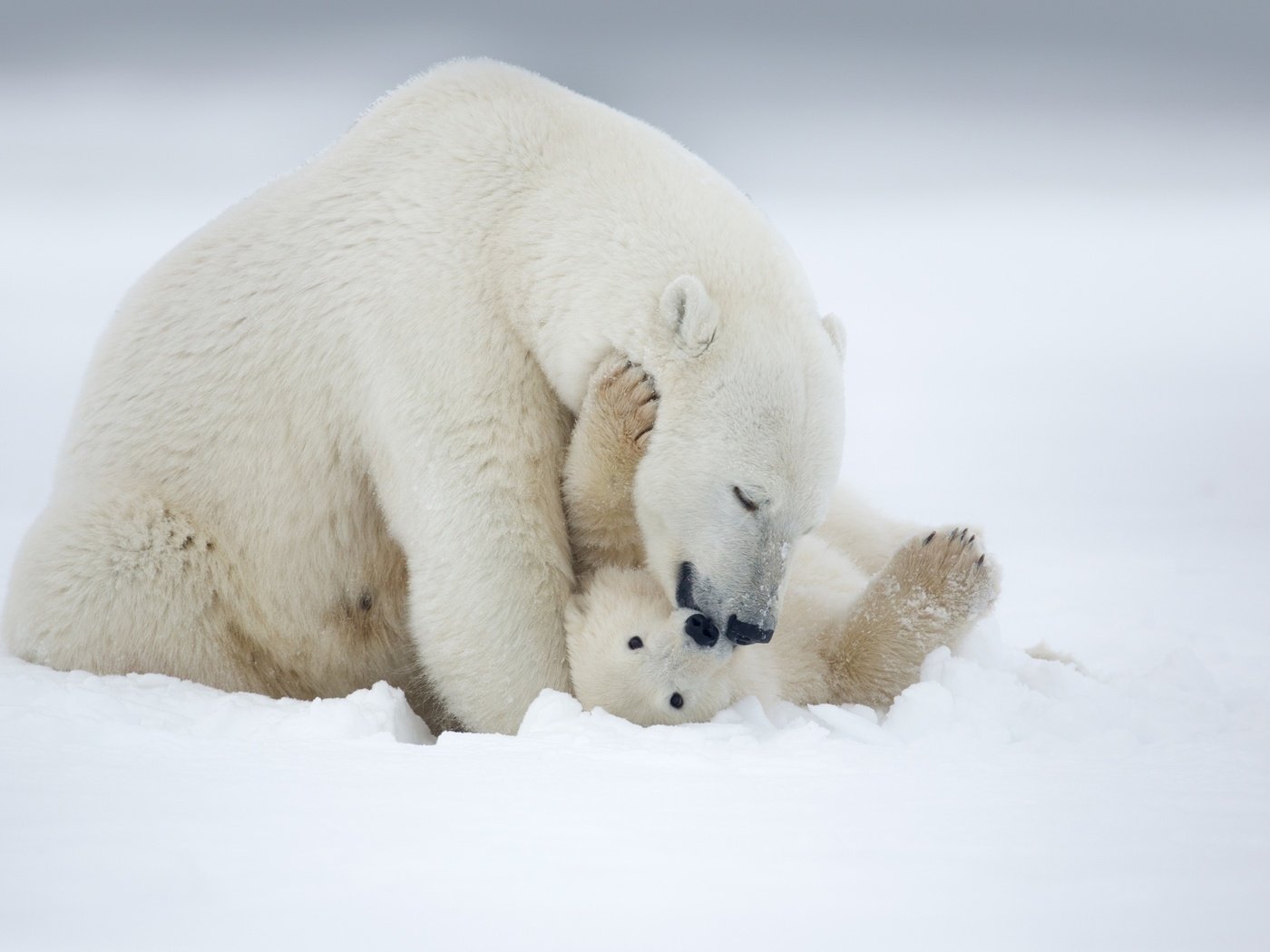 Обои снег, зима, медведь, белый, обои. животные, snow, winter, bear, white, wallpaper. animals разрешение 2560x1600 Загрузить