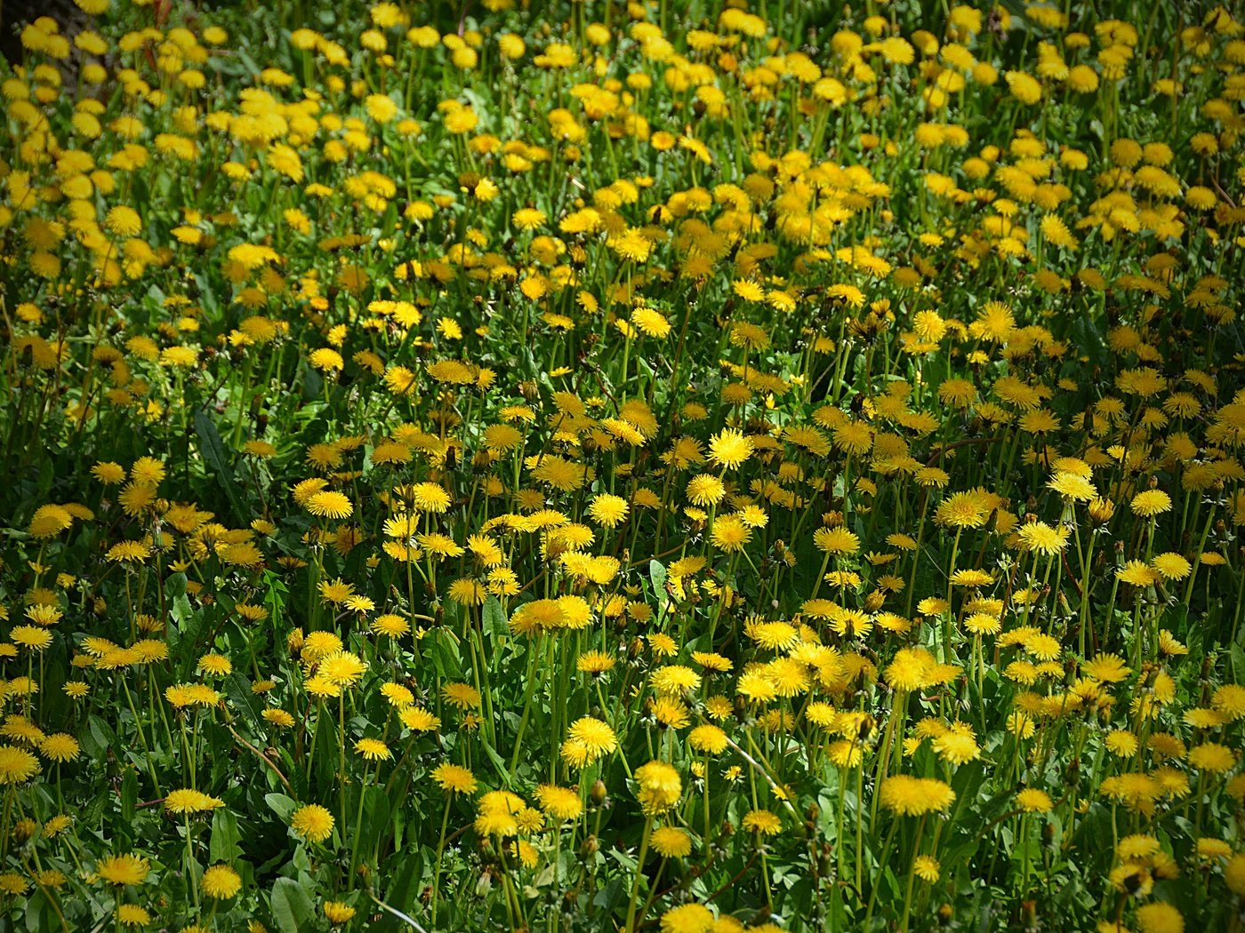 Обои цветы, поле, одуванчики, жёлтая, желтые,  цветы, flowers, field, dandelions, yellow разрешение 2880x1920 Загрузить