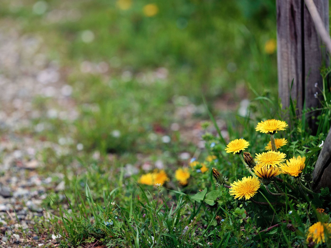 Обои цветы, забор, одуванчики, flowers, the fence, dandelions разрешение 3840x2400 Загрузить