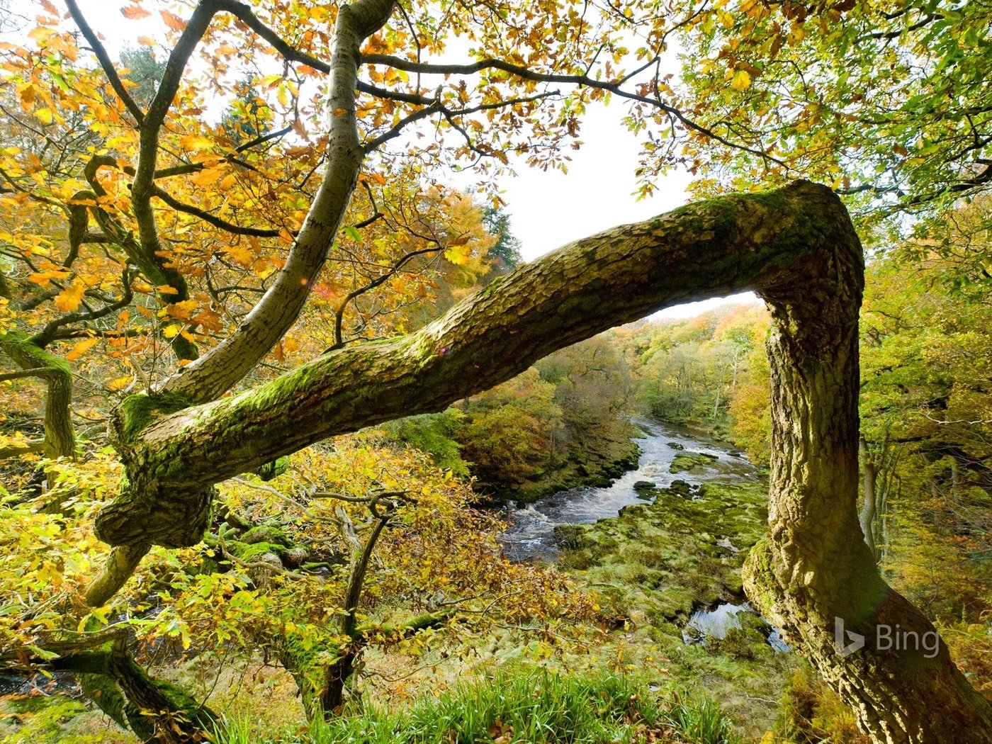 Обои природа, дерево, лес, осень, bing, nature, tree, forest, autumn разрешение 1920x1200 Загрузить