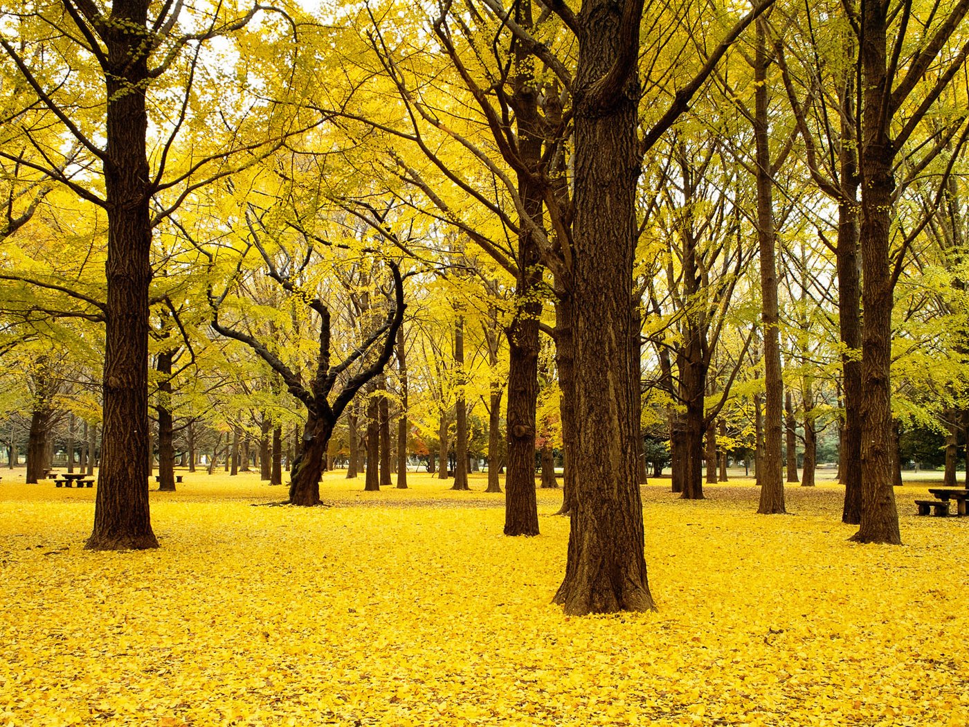 Обои деревья, природа, пейзаж, парк, осень, япония, trees, nature, landscape, park, autumn, japan разрешение 1920x1200 Загрузить