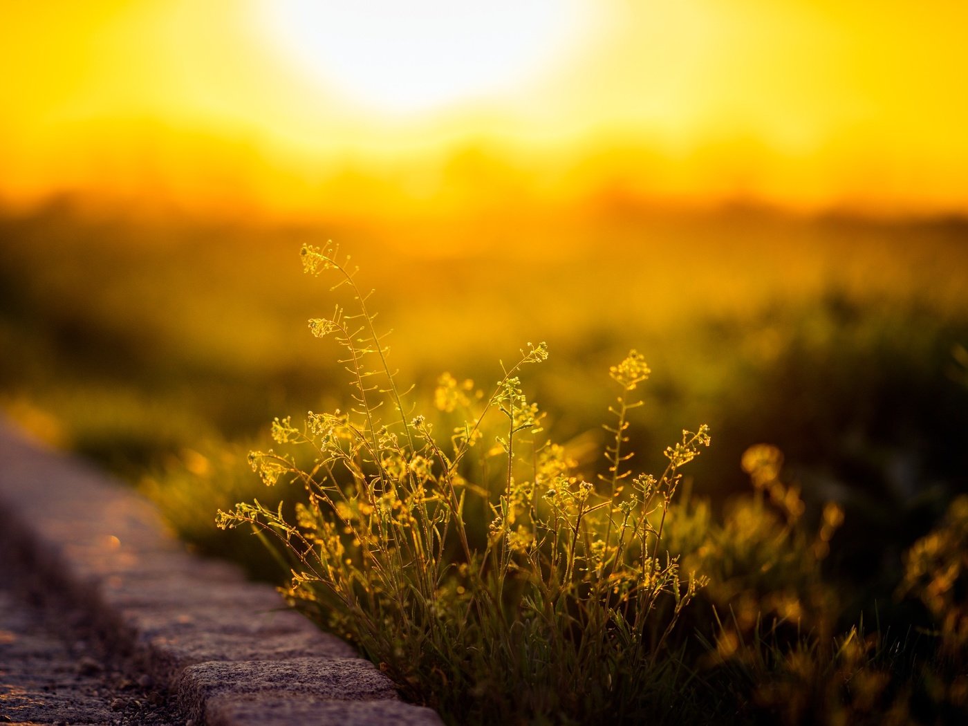 Обои дорога, цветы, трава, природа, растения, макро, солнечный свет, road, flowers, grass, nature, plants, macro, sunlight разрешение 3000x2000 Загрузить