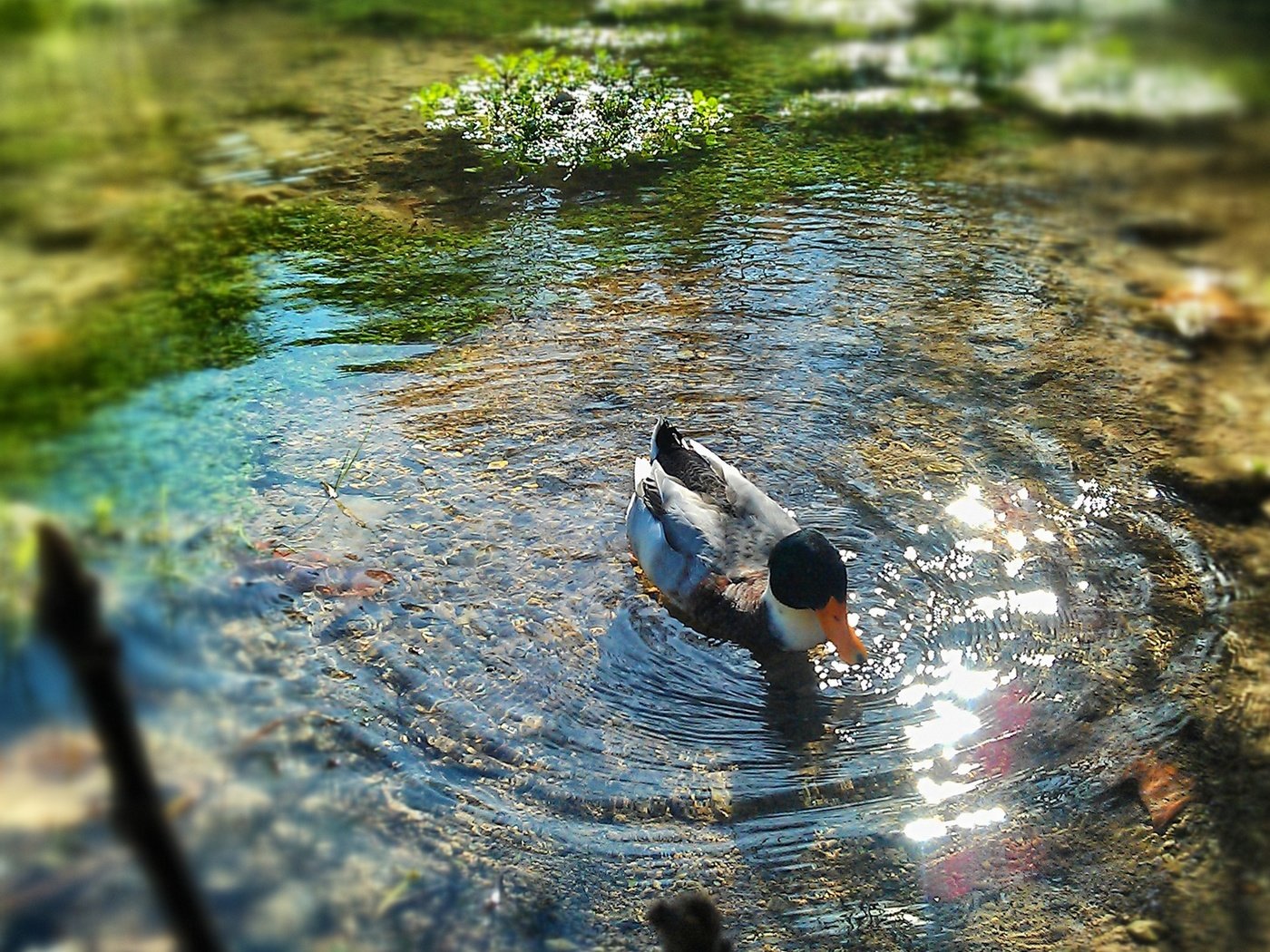 Обои вода, природа, птица, пруд, утка, water, nature, bird, pond, duck разрешение 2560x1440 Загрузить