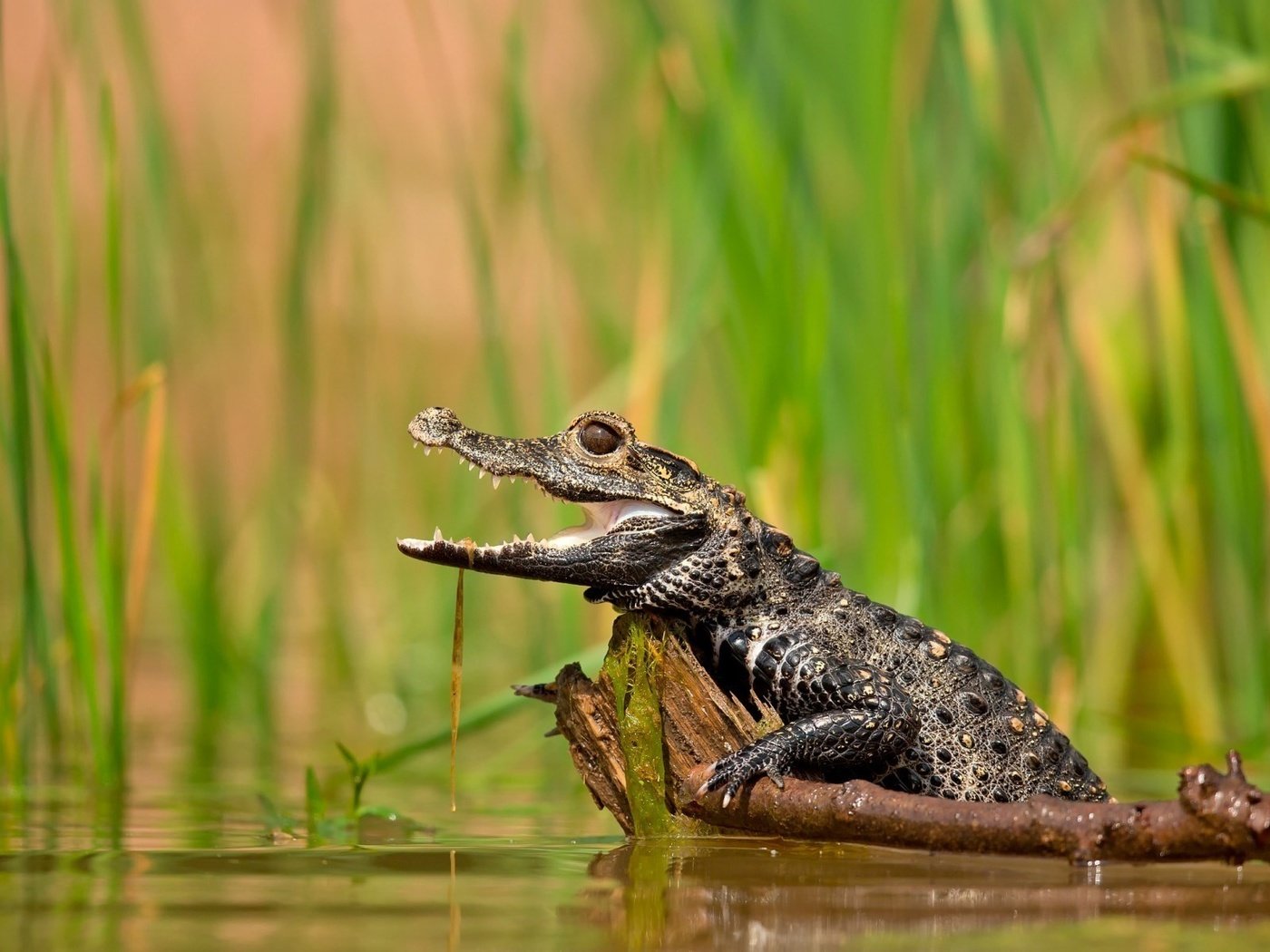 Обои вода, озеро, растения, крокодил, water, lake, plants, crocodile разрешение 1920x1200 Загрузить