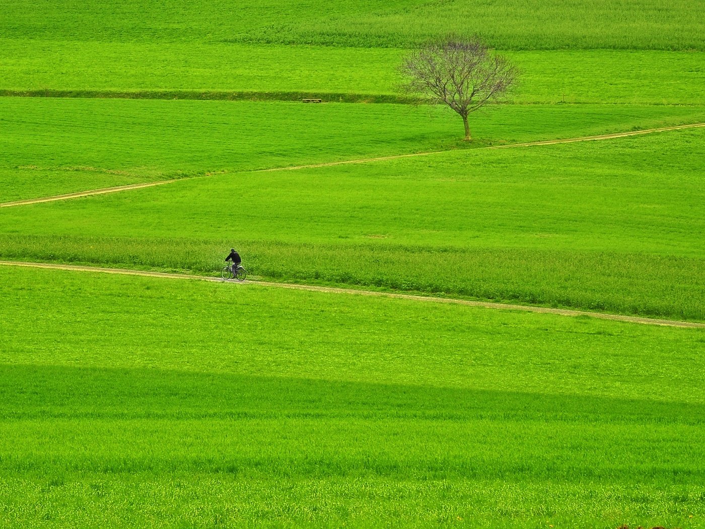 Обои велосипедист, дорога, байк, трава, fields, дерево, pathway, поле, way, грин, всадник,     дерево, countryside, тропинка, farmland, зеленая, мужик, cyclist, road, bike, grass, tree, field, rider, path, green, man разрешение 1920x1337 Загрузить