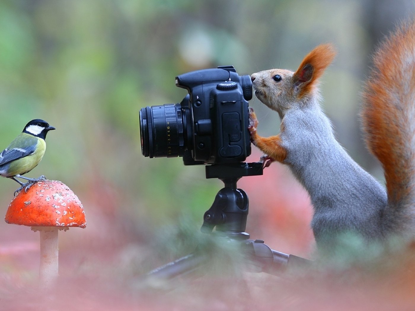 Обои поза, фотоаппарат, белка, синица, лесной фотограф, pose, the camera, protein, tit, forest photographer разрешение 1920x1080 Загрузить