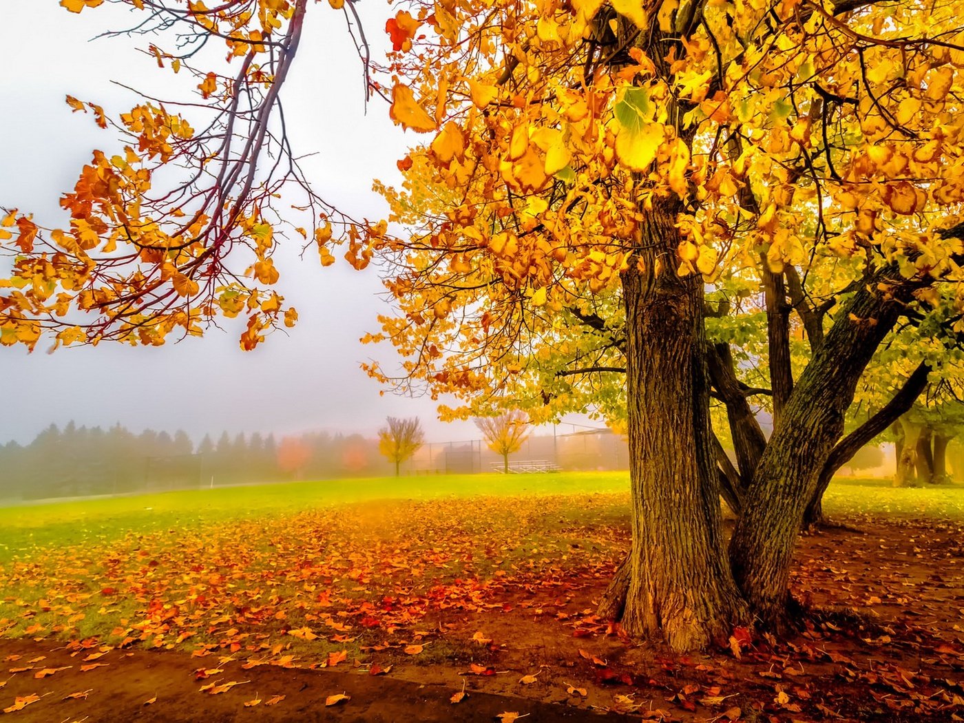 Обои деревья, листья, осень, trees, leaves, autumn разрешение 1920x1279 Загрузить
