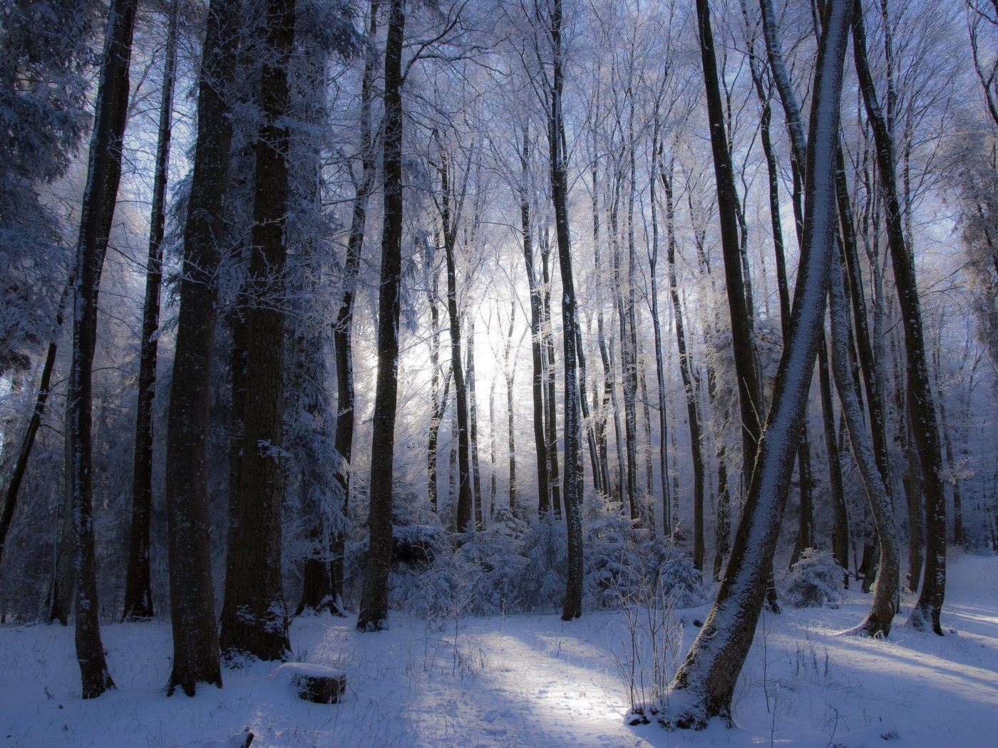 Обои деревья, лес, зима, trees, forest, winter разрешение 2048x1387 Загрузить