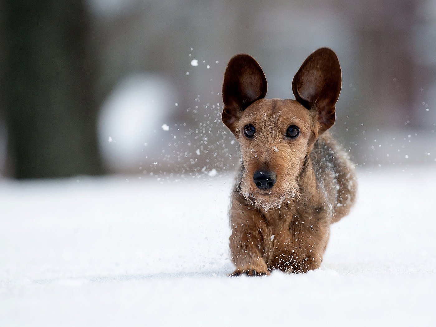 Обои снег, зима, мордочка, взгляд, собака, прогулка, уши, snow, winter, muzzle, look, dog, walk, ears разрешение 2048x1366 Загрузить