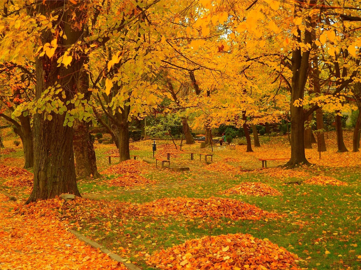 Обои деревья, парк, листва, осень, деревь, опадают, осен,  листья, trees, park, foliage, autumn, fall, leaves разрешение 3002x1894 Загрузить