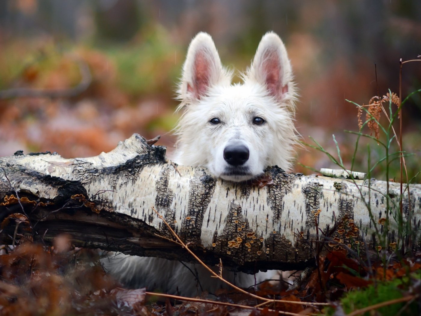 Обои дерево, взгляд, собака, tree, look, dog разрешение 2048x1193 Загрузить