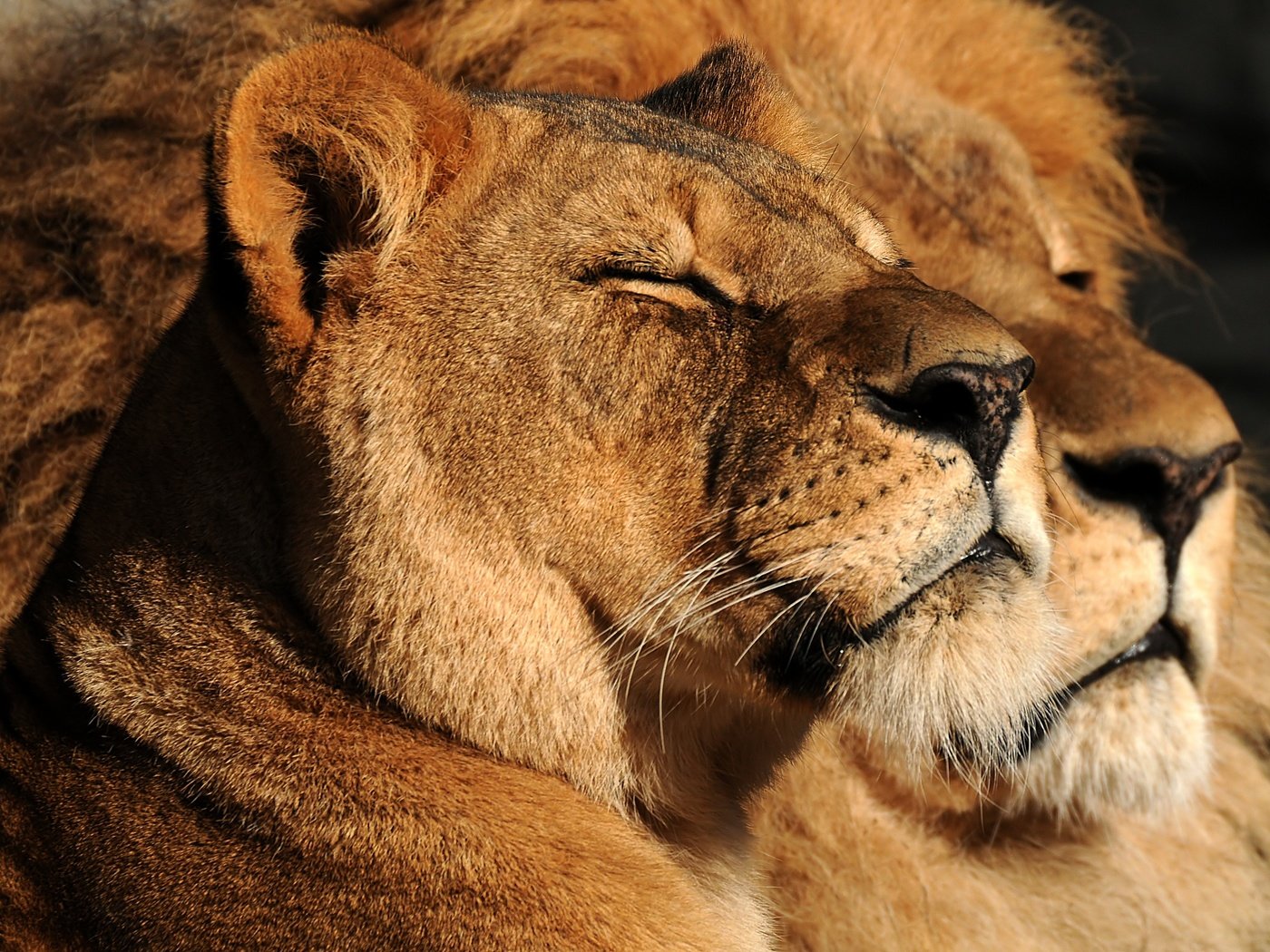 Обои взгляд, пара, семья, дикие кошки, лев, львица, look, pair, family, wild cats, leo, lioness разрешение 3882x2529 Загрузить