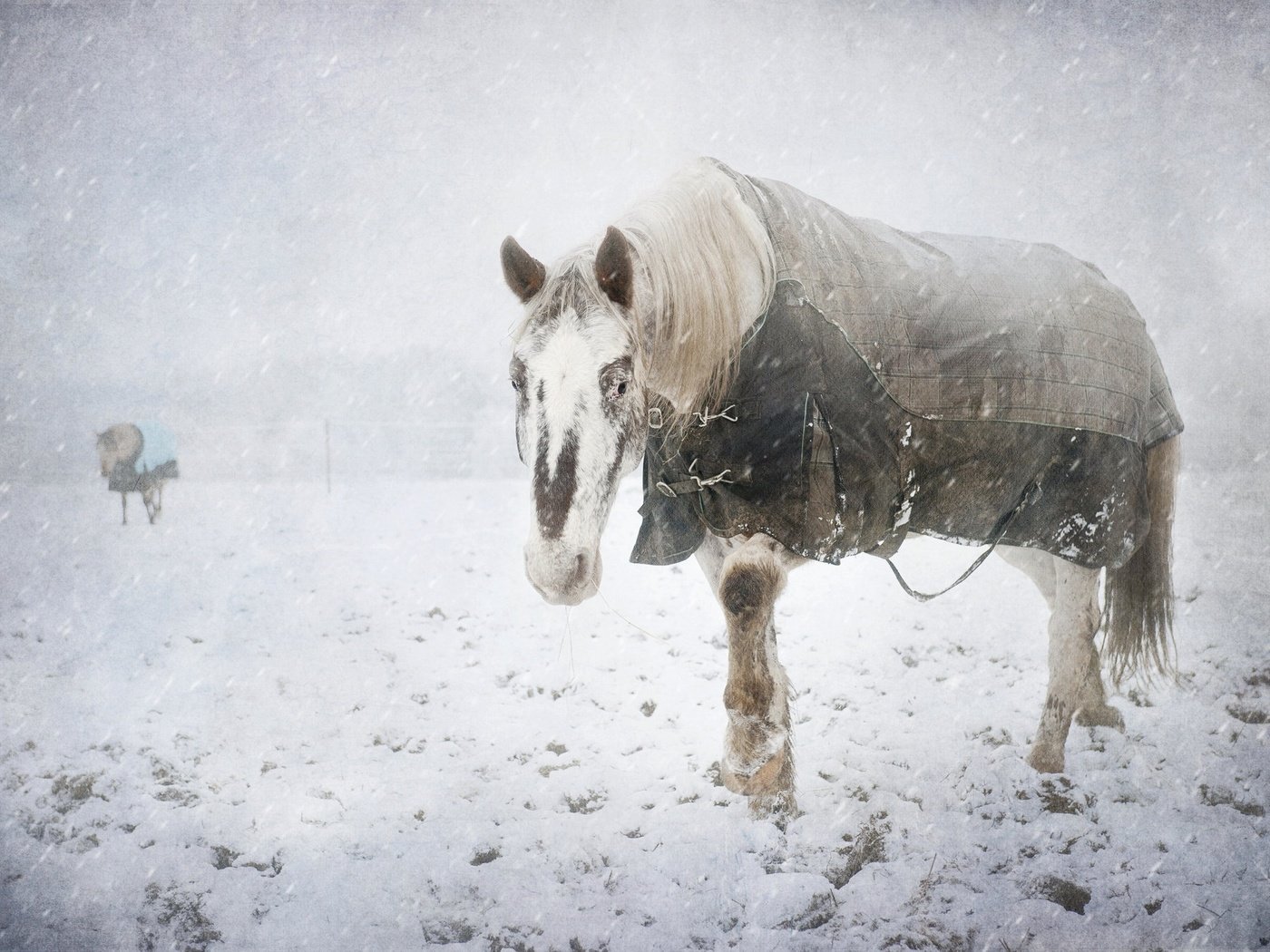 Обои снег, зима, холод, конь, snow, winter, cold, horse разрешение 2048x1363 Загрузить