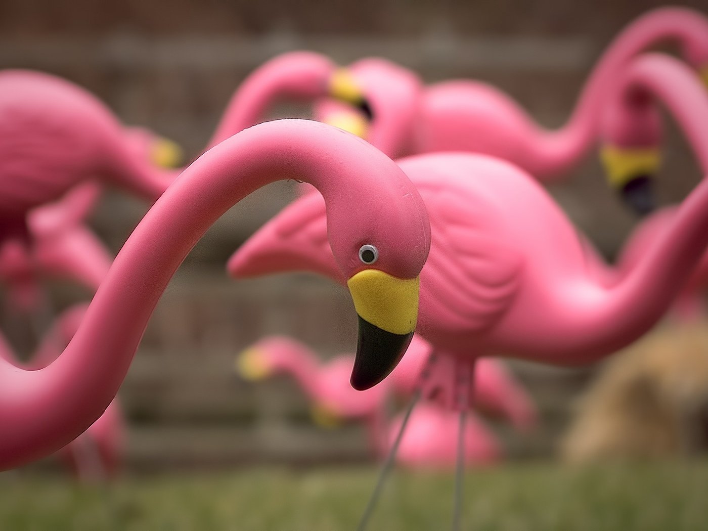 Обои фламинго, игрушки, крупным планом, a flock of pink flamingos, flamingo, toys, closeup разрешение 2048x1460 Загрузить