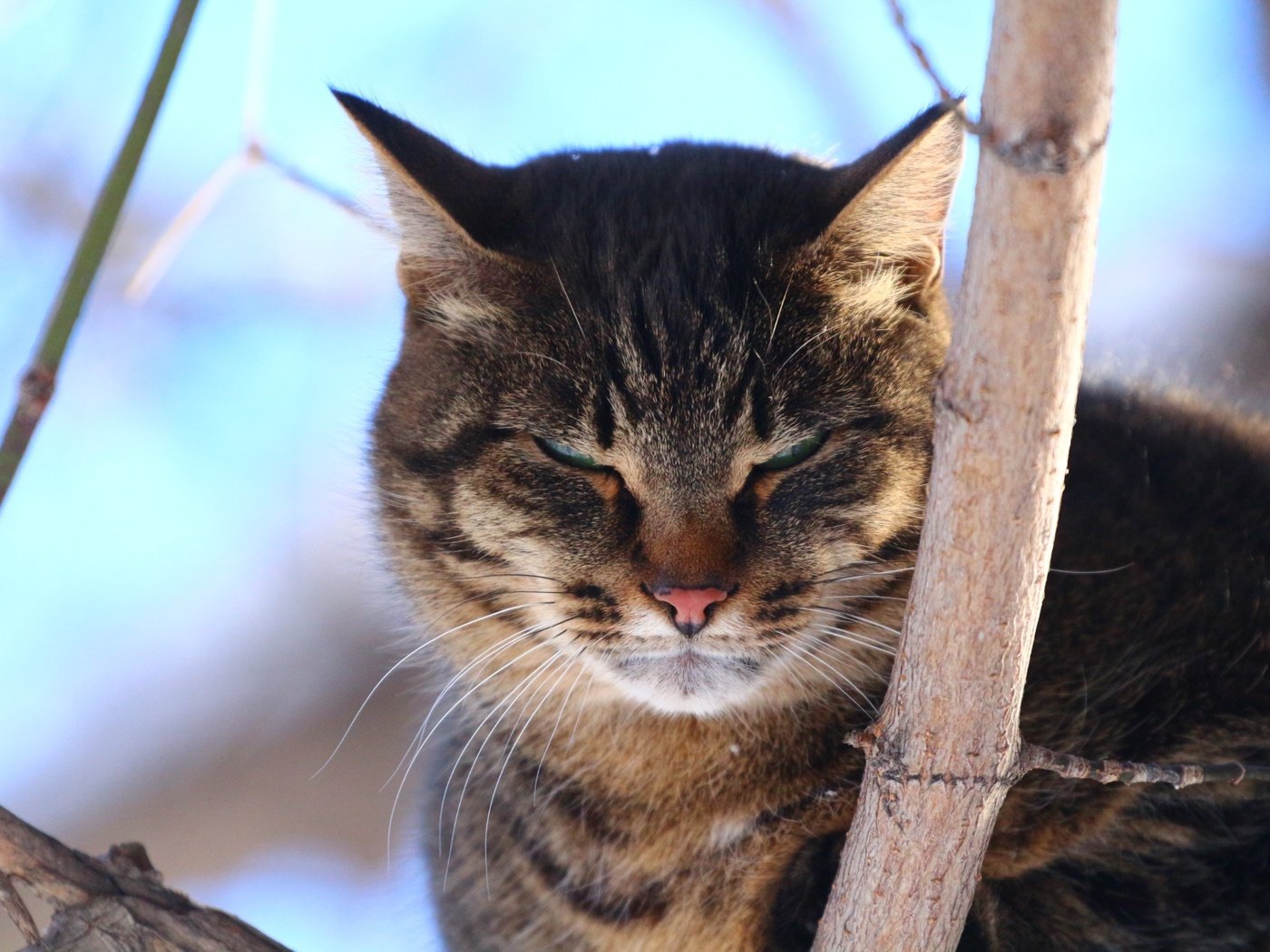 Обои дерево, кот, взгляд, tree, cat, look разрешение 1920x1280 Загрузить