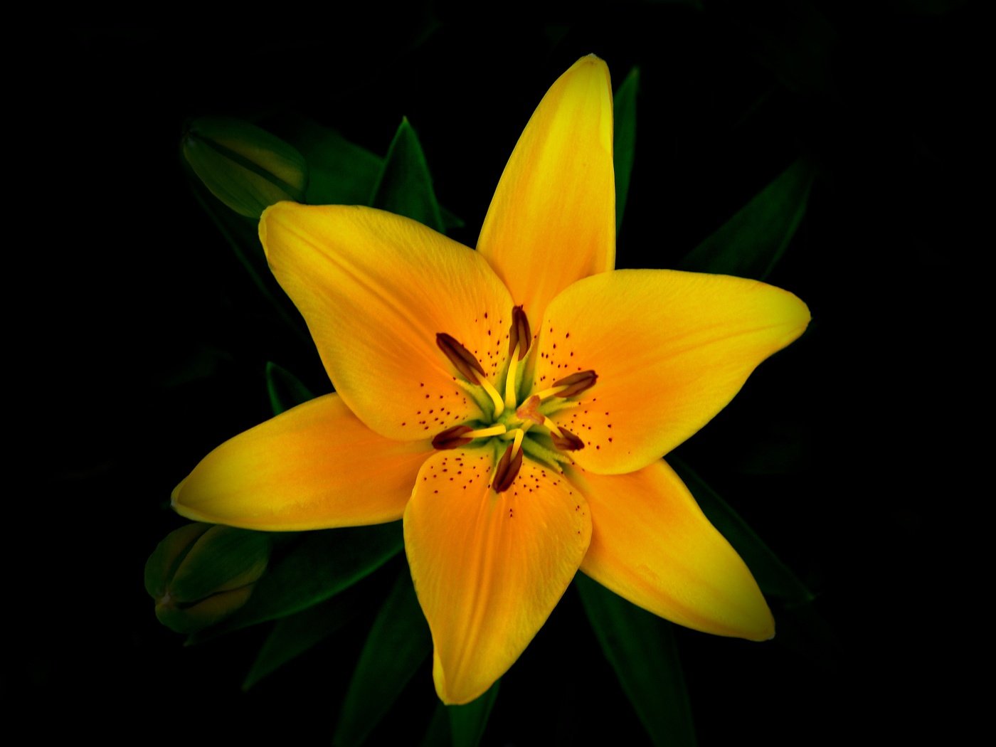 Обои фон, цветок, лепестки, лилия, background, flower, petals, lily разрешение 4288x2848 Загрузить