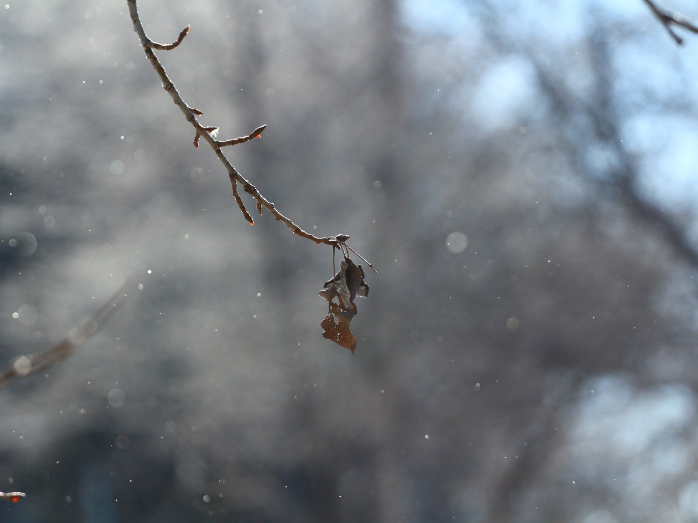 Обои снег, природа, зима, лист, веточка, боке, сухие листья, snow, nature, winter, sheet, sprig, bokeh, dry leaves разрешение 1920x1280 Загрузить