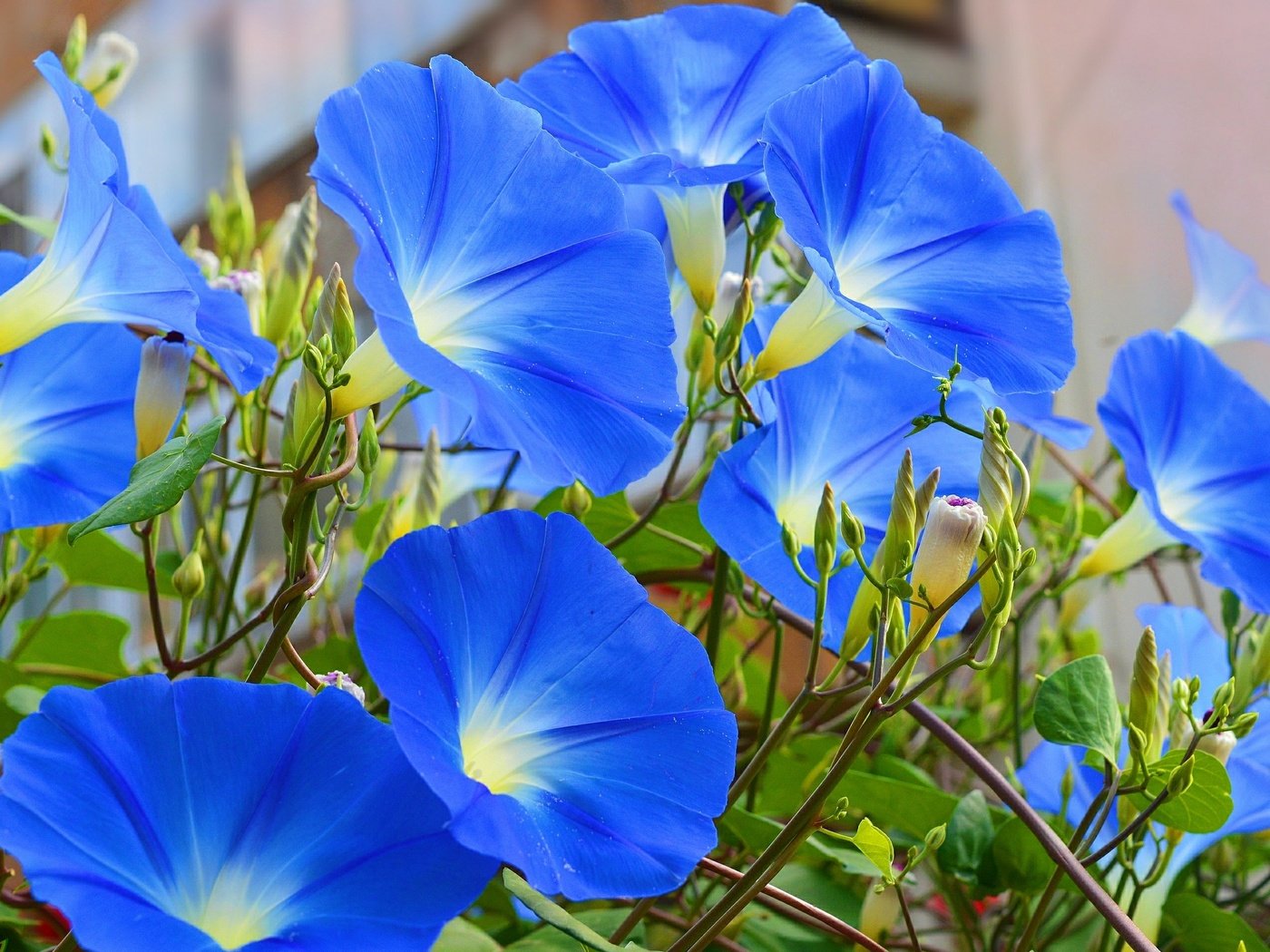 Обои цветы, голубые, голубые цветы, ипомея, flowers, blue, blue flowers, morning glory разрешение 3000x1915 Загрузить