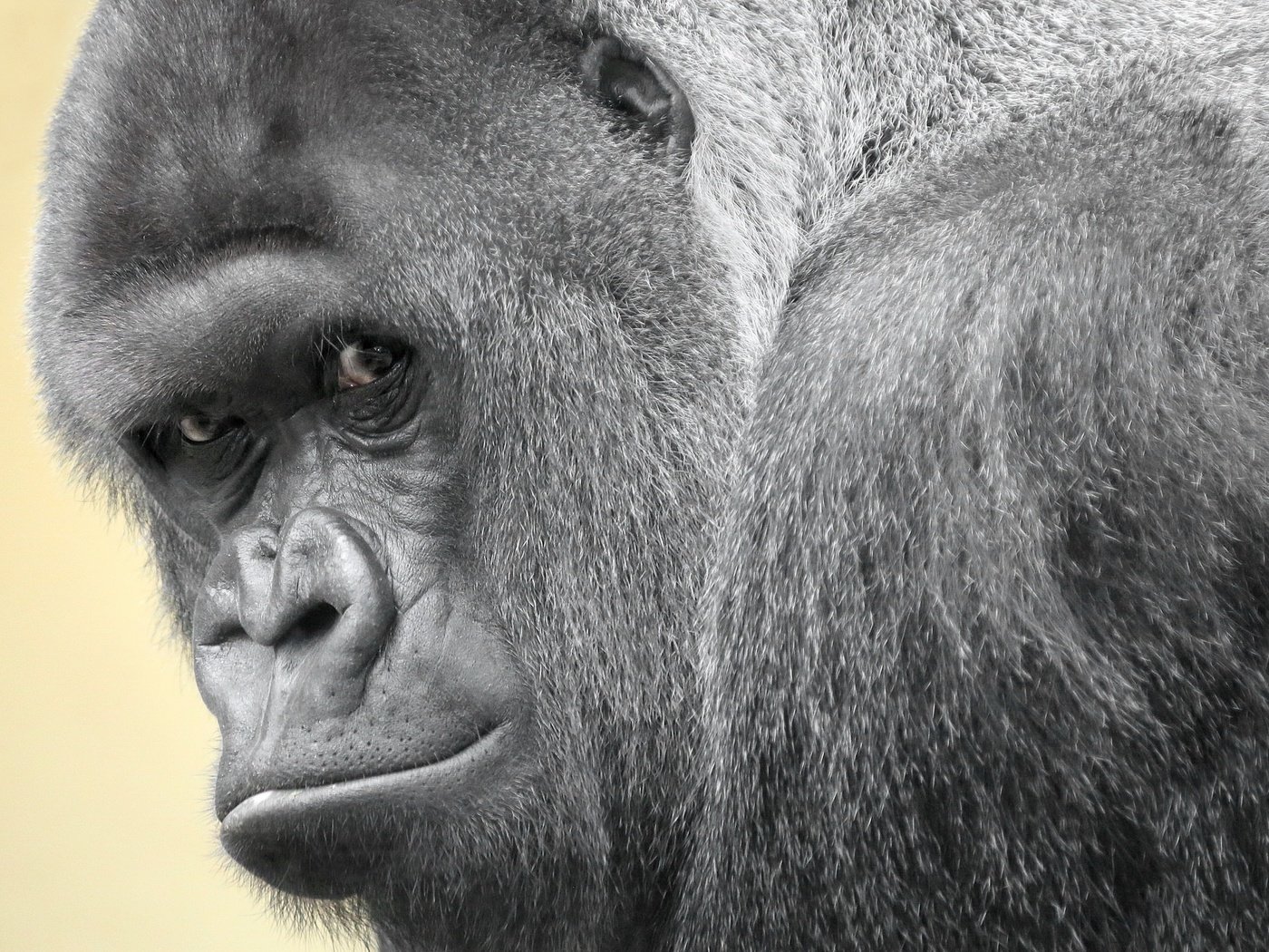 Обои взгляд, обезьяна, горилла, look, monkey, gorilla разрешение 2048x1359 Загрузить