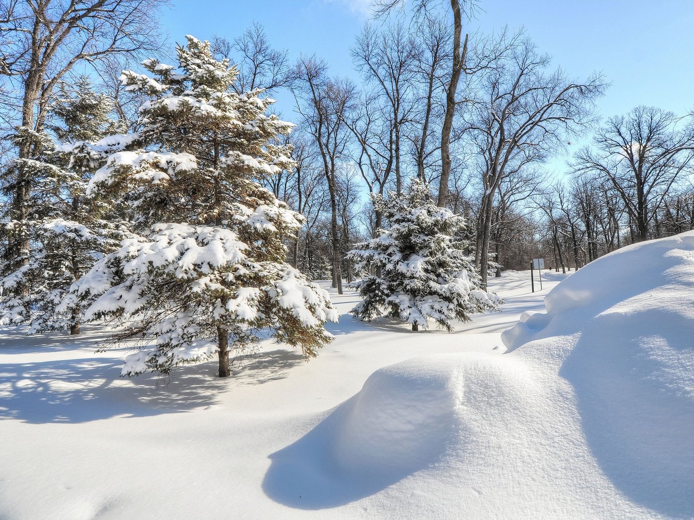 Обои деревья, снег, елка, лес, зима, парк, ель, trees, snow, tree, forest, winter, park, spruce разрешение 2048x1360 Загрузить