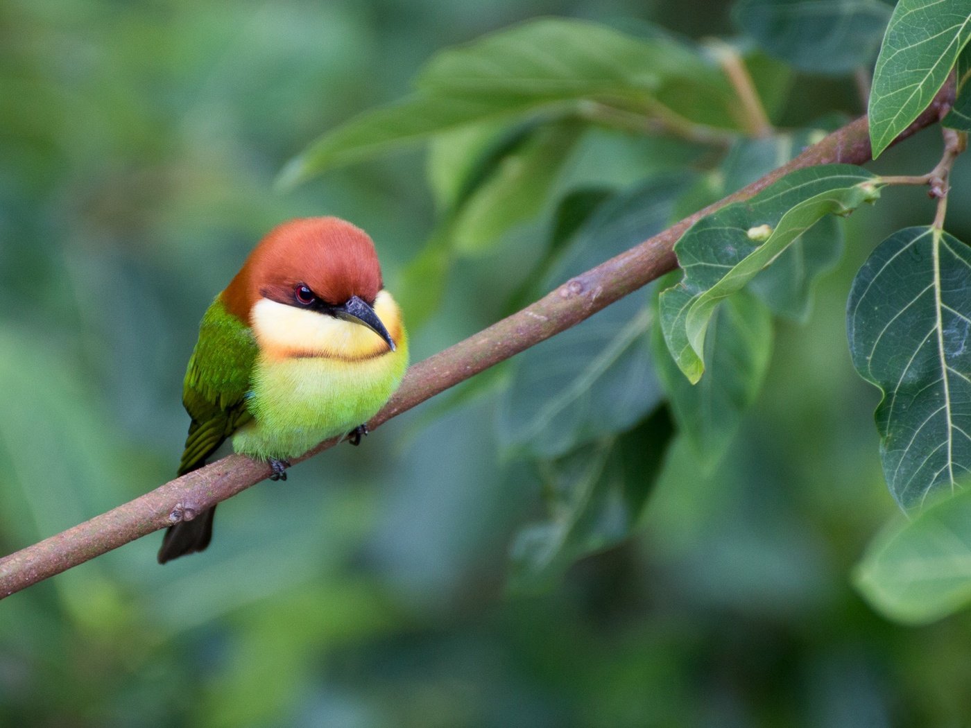 Обои ветка, листва, птица, щурка, пчелоед, золотистая щурка, branch, foliage, bird, schurka, peeled, european bee-eater разрешение 2048x1365 Загрузить