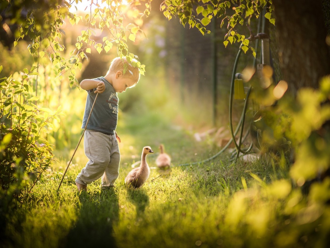 Обои трава, природа, зелень, дети, птицы, ребенок, мальчик, гусь, grass, nature, greens, children, birds, child, boy, goose разрешение 2048x1365 Загрузить