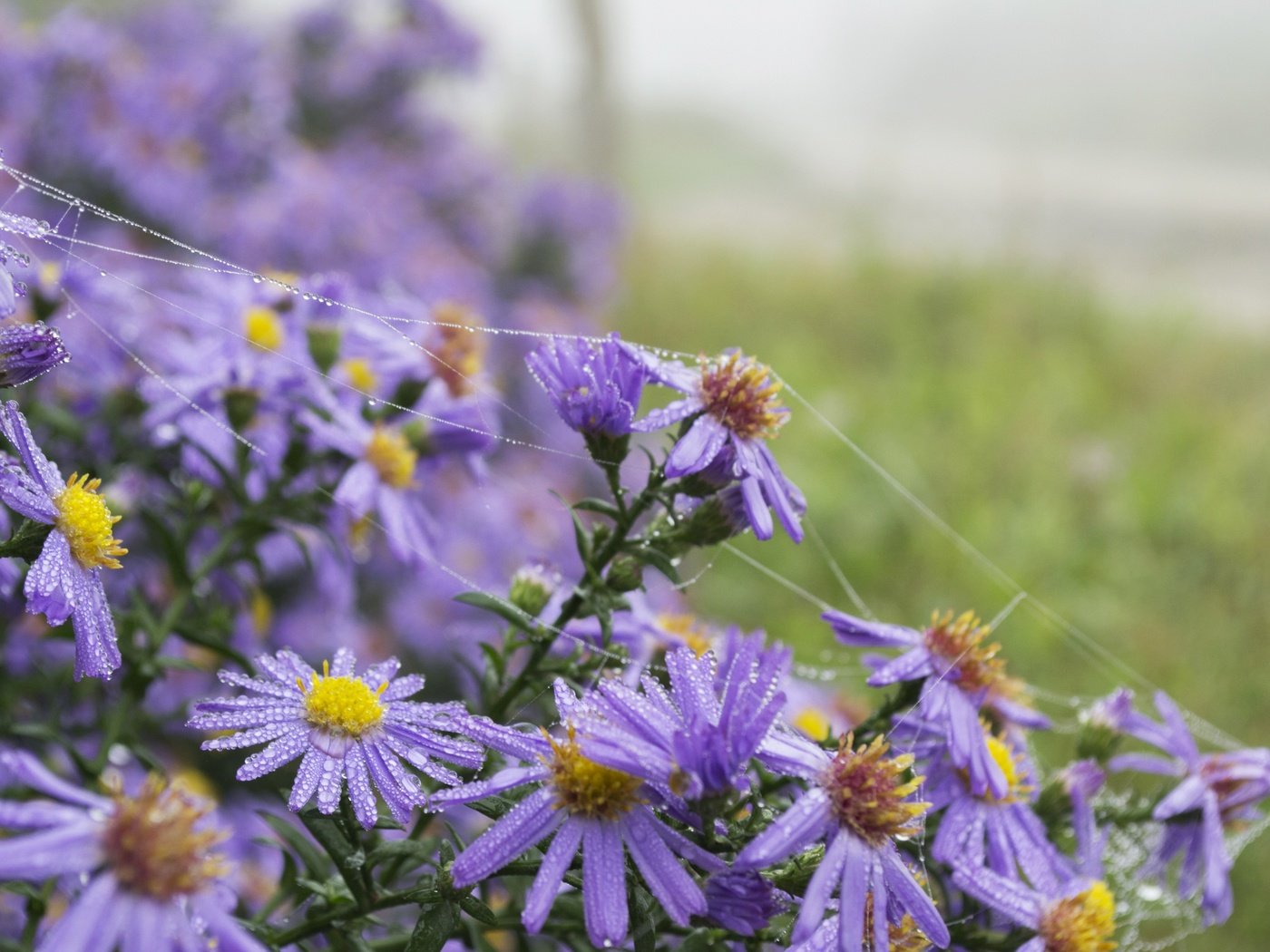 Обои цветы, лето, ромашки, фиолетовые, flowers, summer, chamomile, purple разрешение 4608x3072 Загрузить