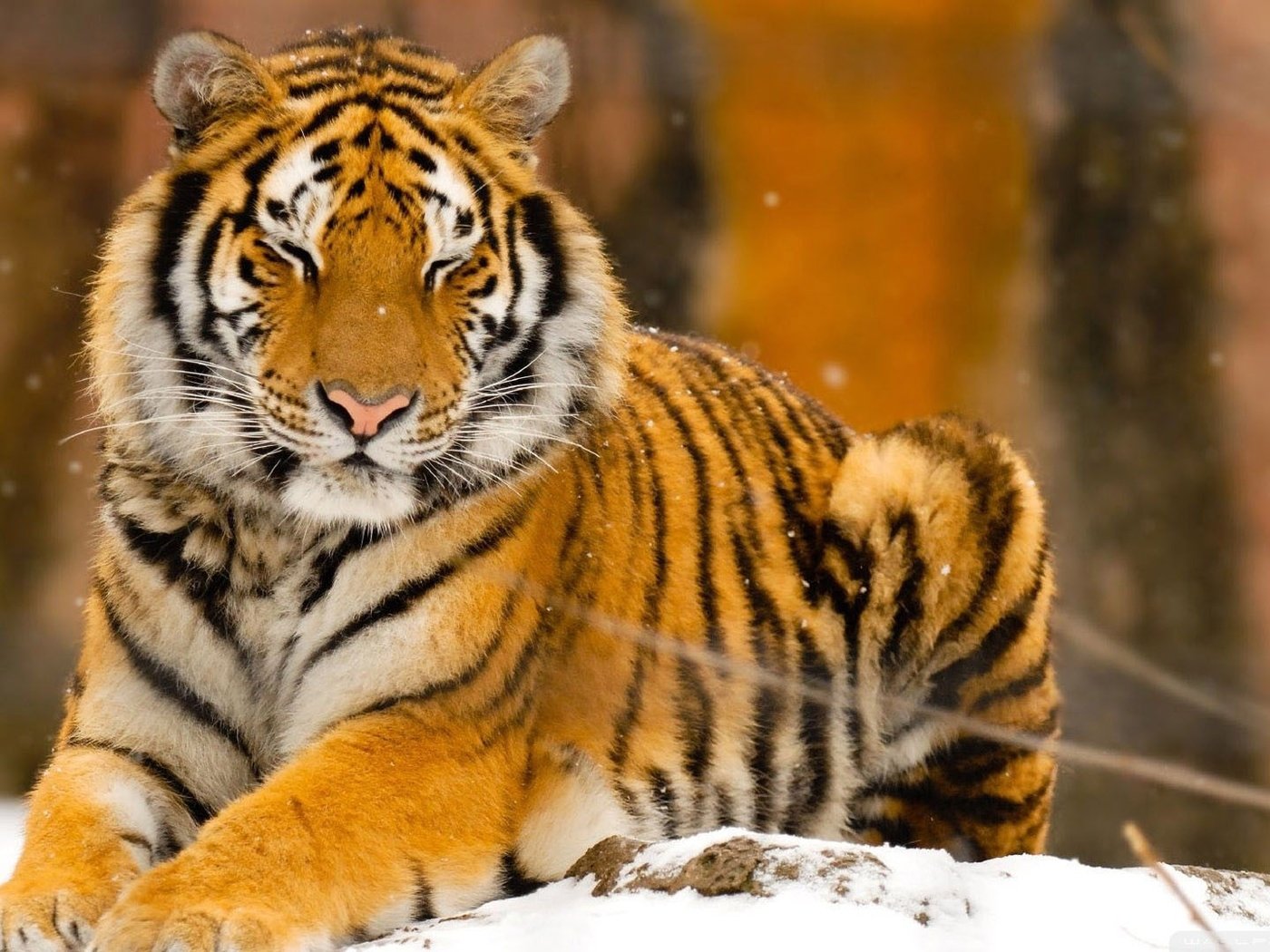 Обои тигр, снег, природа, животные, tiger, snow, nature, animals разрешение 1920x1080 Загрузить