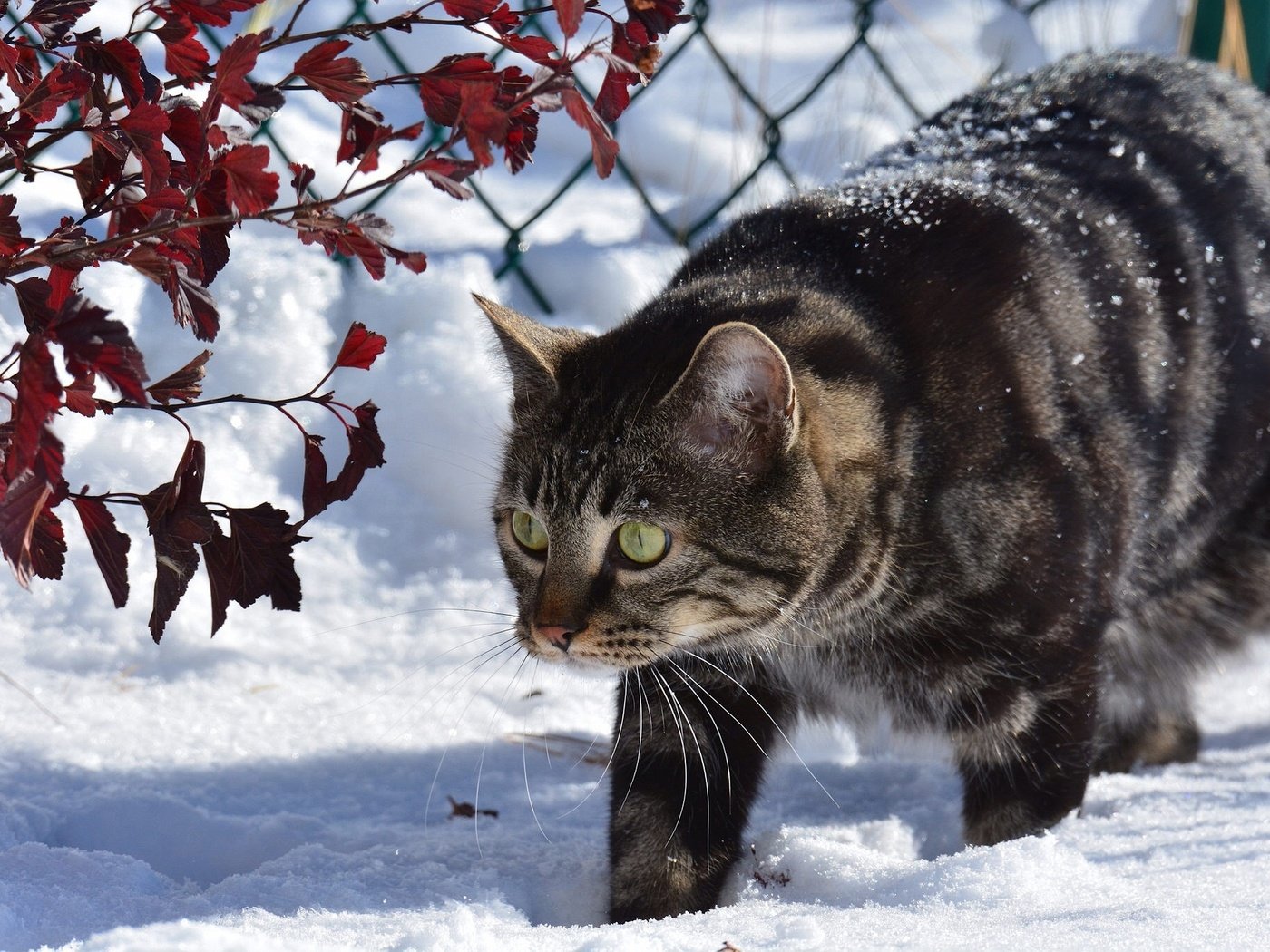 Обои снег, зима, животные, кот, ветки, кошка, забор, snow, winter, animals, cat, branches, the fence разрешение 2048x1366 Загрузить