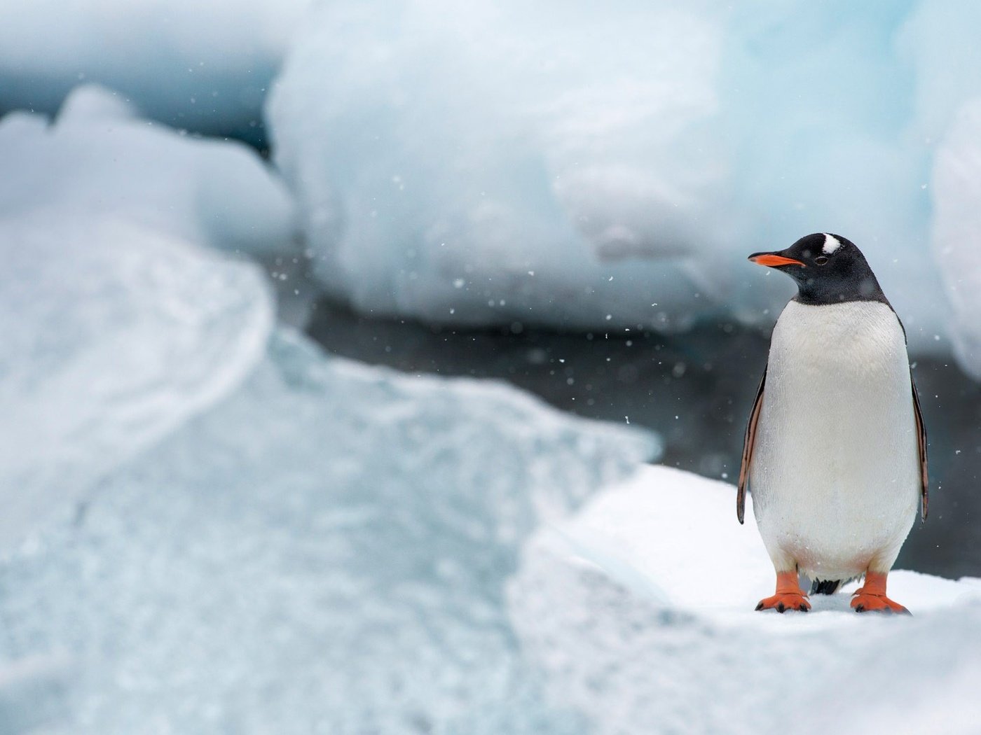 Обои снег, антарктида, природа, лёд, птицы, птица, клюв, остров, пингвин, snow, antarctica, nature, ice, birds, bird, beak, island, penguin разрешение 1920x1080 Загрузить