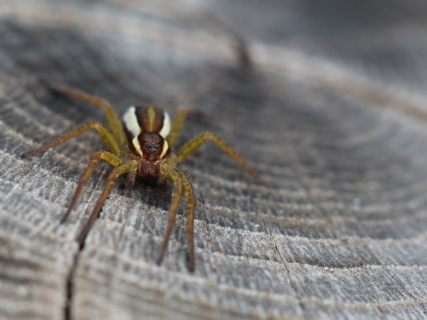 Обои животные, насекомые, паук, пень, крупным планом, animals, insects, spider, stump, closeup разрешение 3840x2160 Загрузить