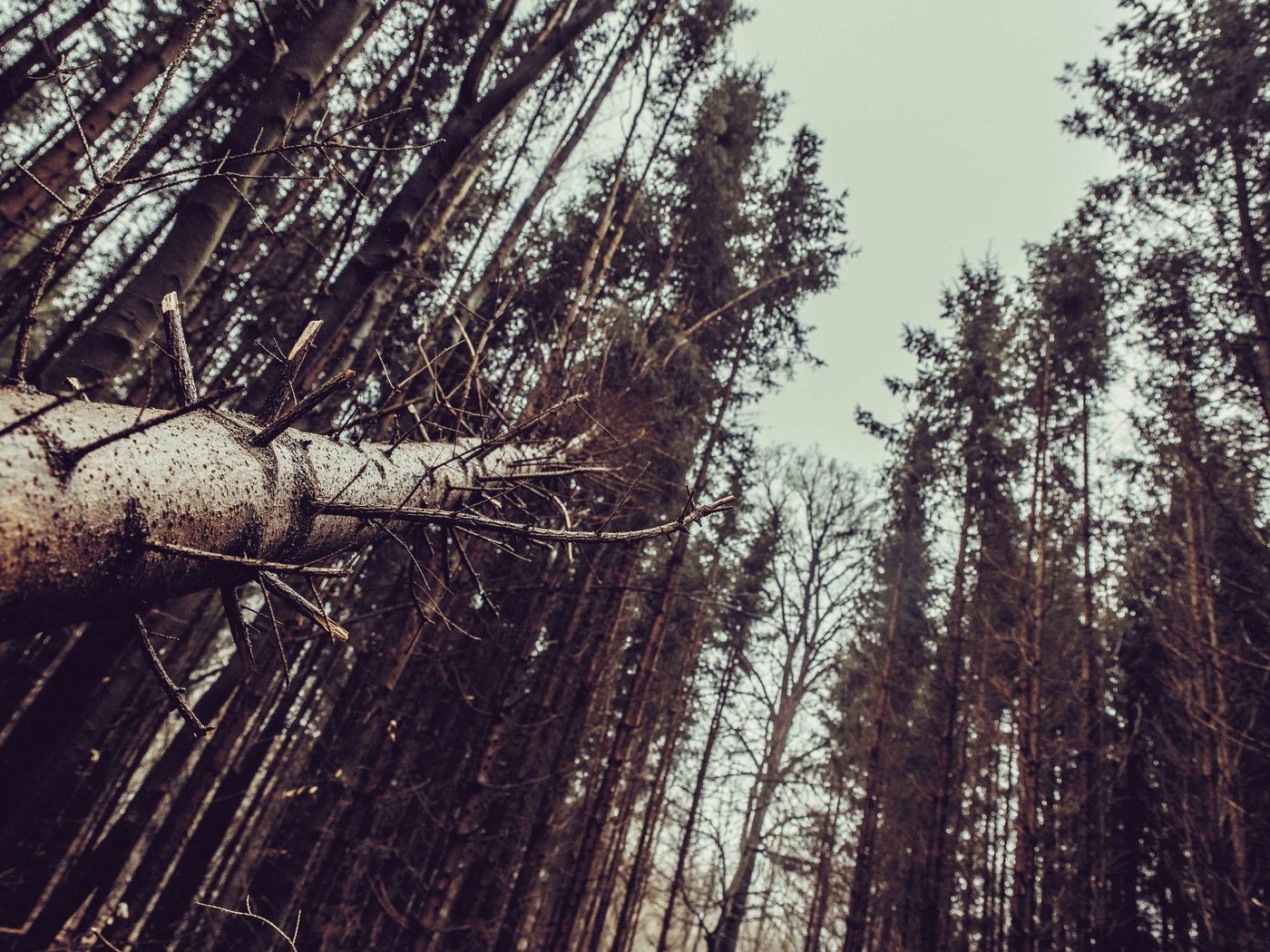 Обои деревья, лес, пейзаж, стволы, trees, forest, landscape, trunks разрешение 6016x4016 Загрузить