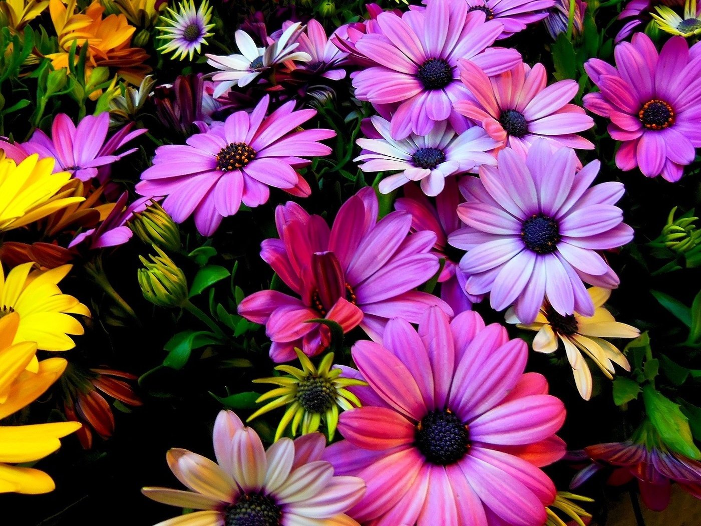 Обои цветы, природа, красочные, розовые, желтые, герберы, flowers, nature, colorful, pink, yellow, gerbera разрешение 1920x1080 Загрузить