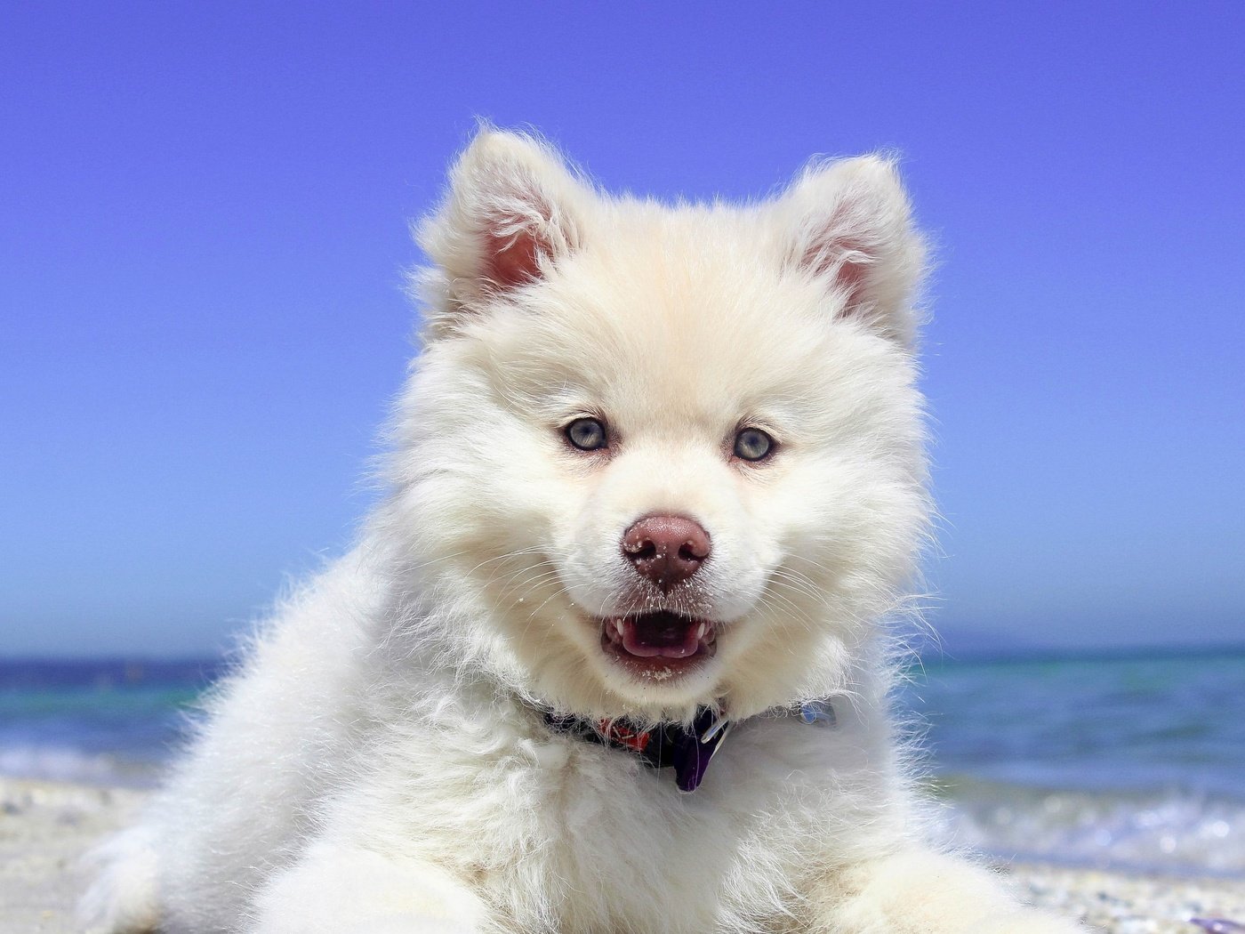 Обои природа, пейзаж, море, пляж, собака, щенок, самоед, nature, landscape, sea, beach, dog, puppy, samoyed разрешение 3840x2160 Загрузить